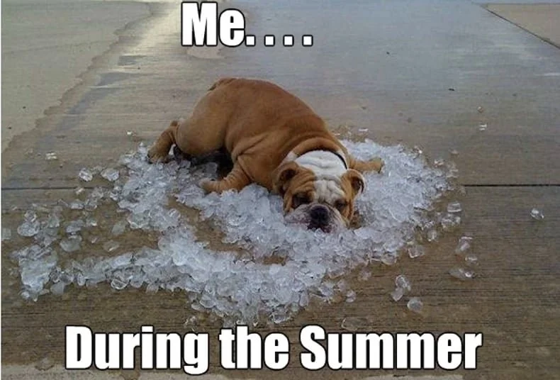 Bulldog lying on ice with the caption, "me in the summer"