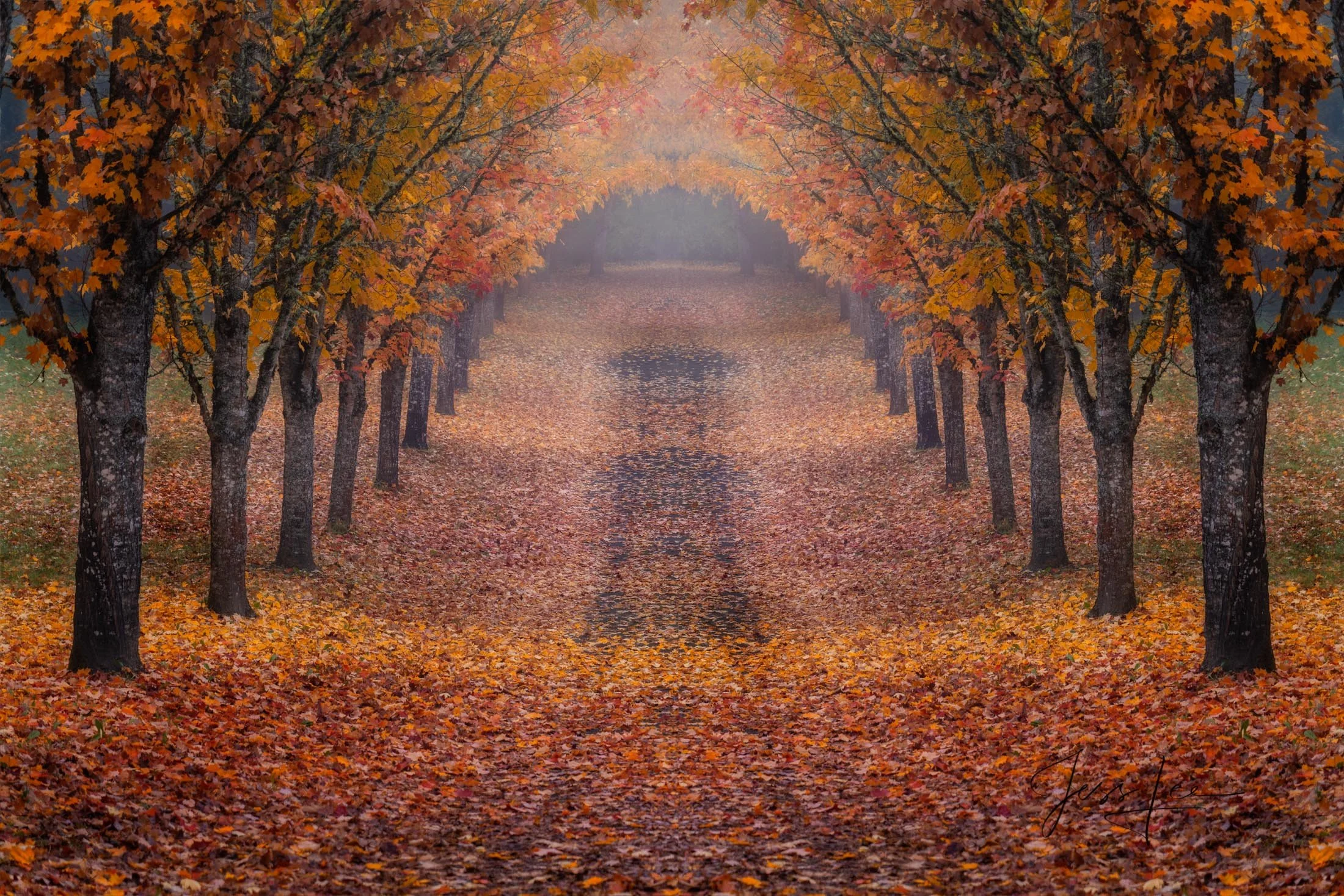 Tunnel of trees over a pathway in autumn with various fall colors