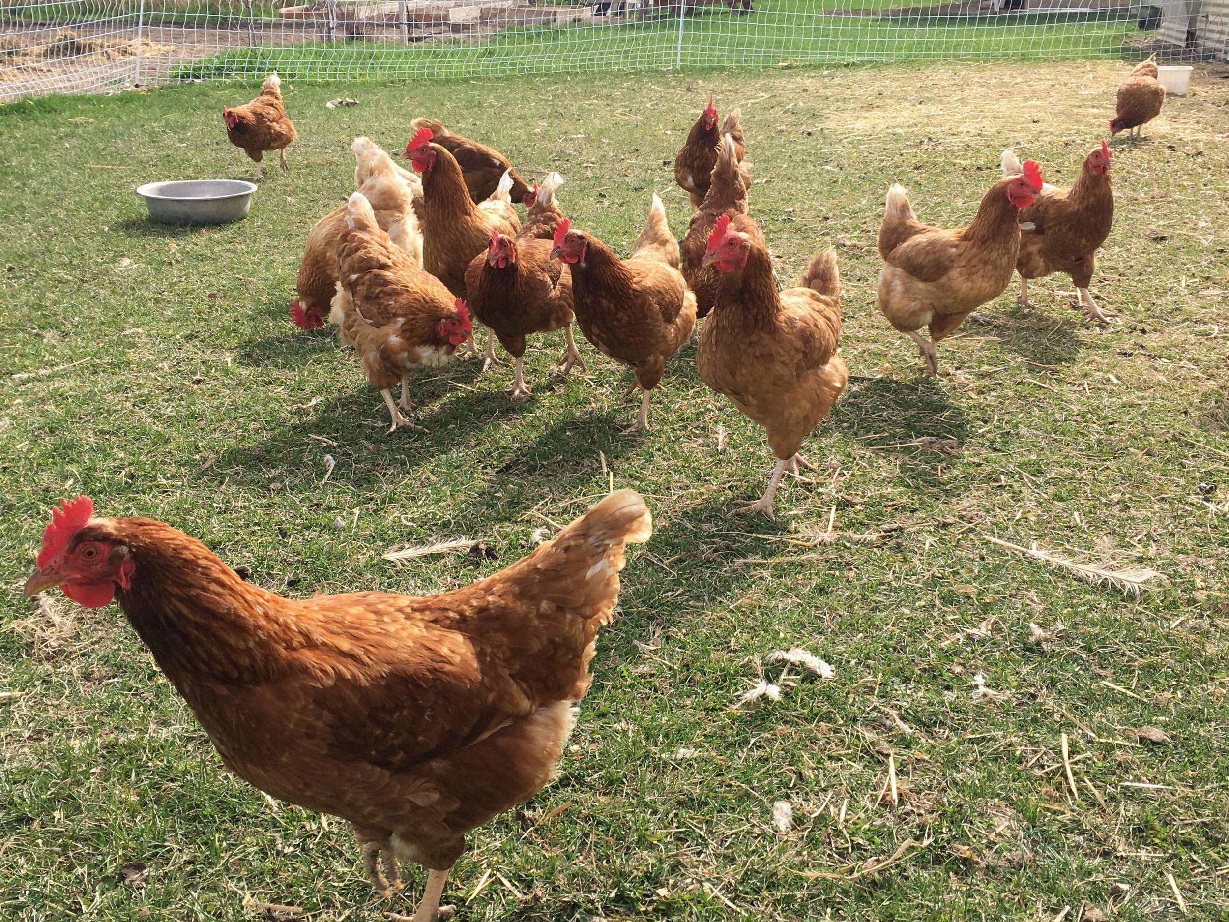 Chickens.jpg