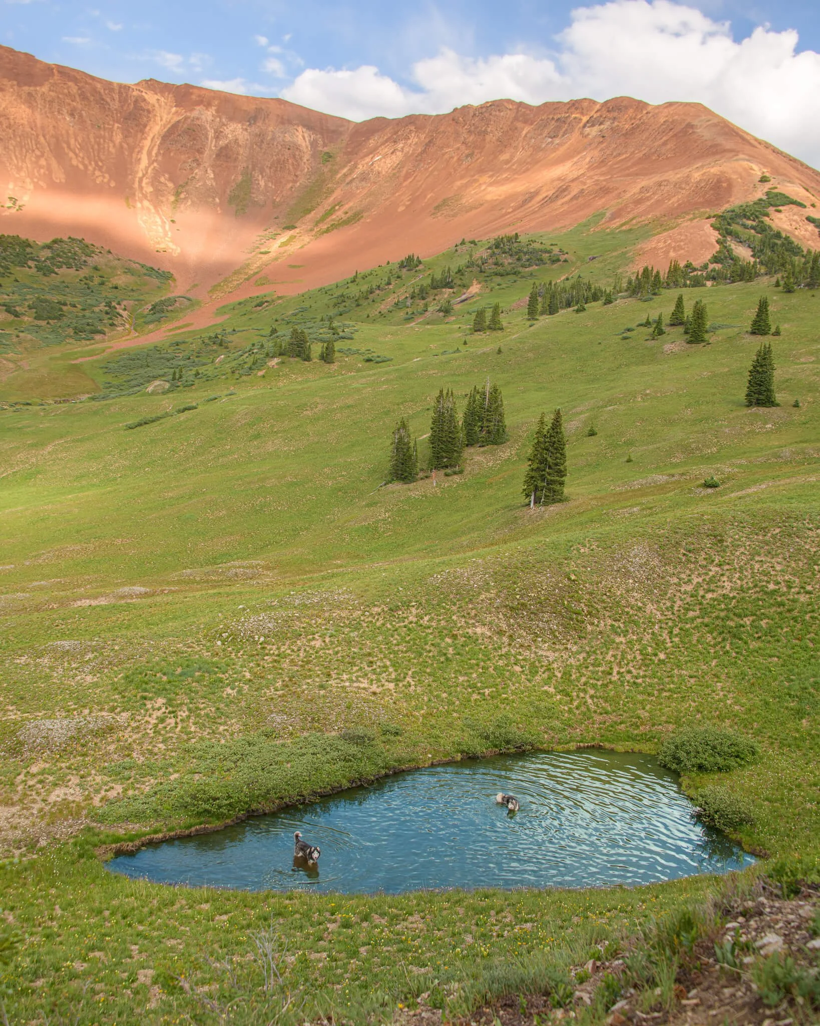 2026-july-10-paradise-divide-dogs-crested-butte-web.jpg