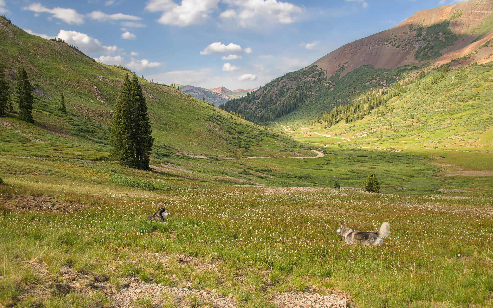 2026-july-10-paradise-divide-dogs-2-crested-butte-web.jpg