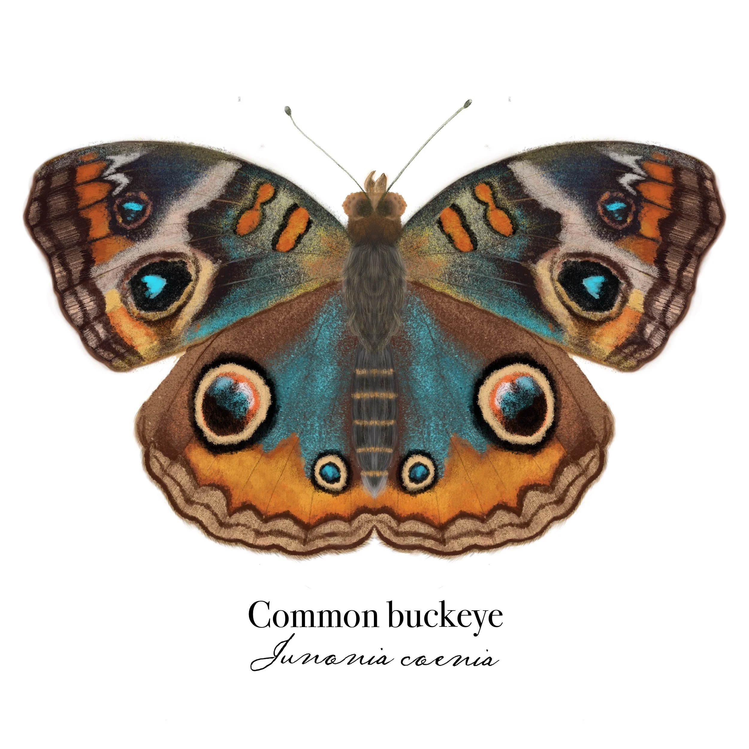 buckeye-butterfly-tattoo