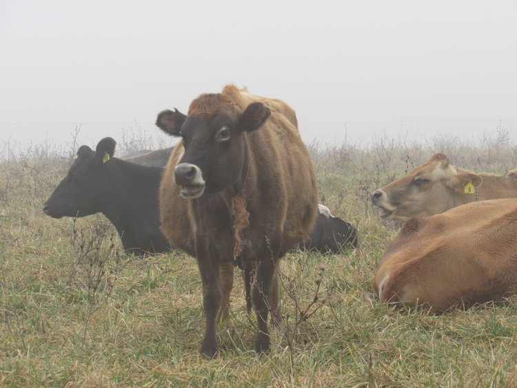 That moment when you invite yourself over to your farmer's for dinner....