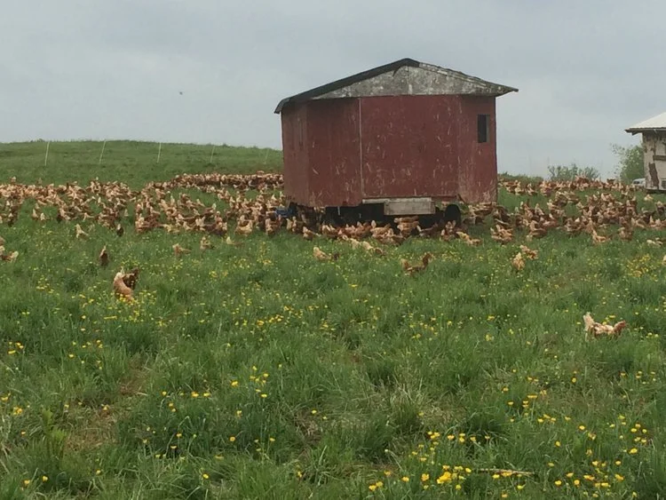 Can a former vegetarian still embrace vegetarian ethics?