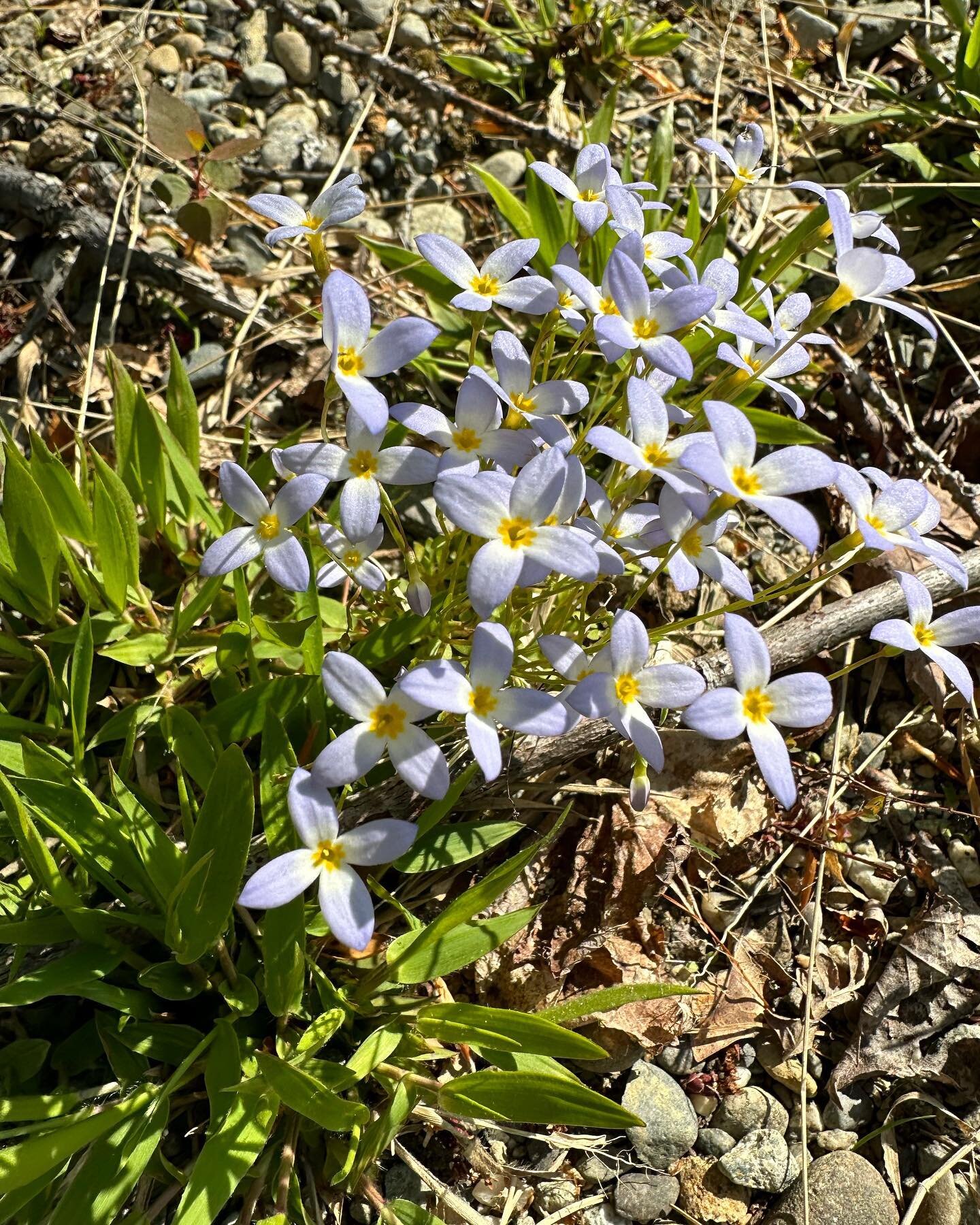 Wildflowers are popping out at #katydidcabins 🌼🌼🌼