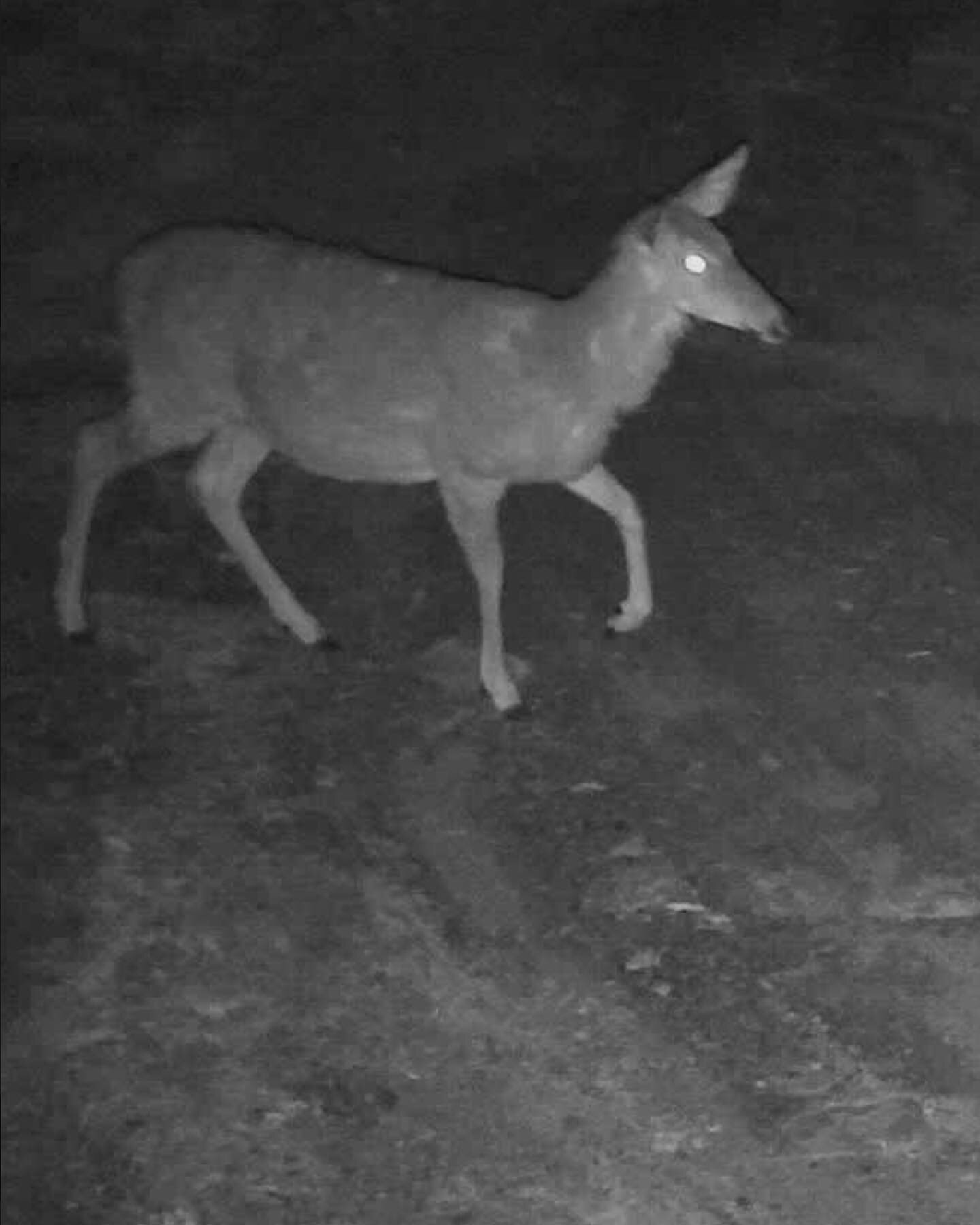 We&rsquo;ve had some visitors at #katydidcabins recently.