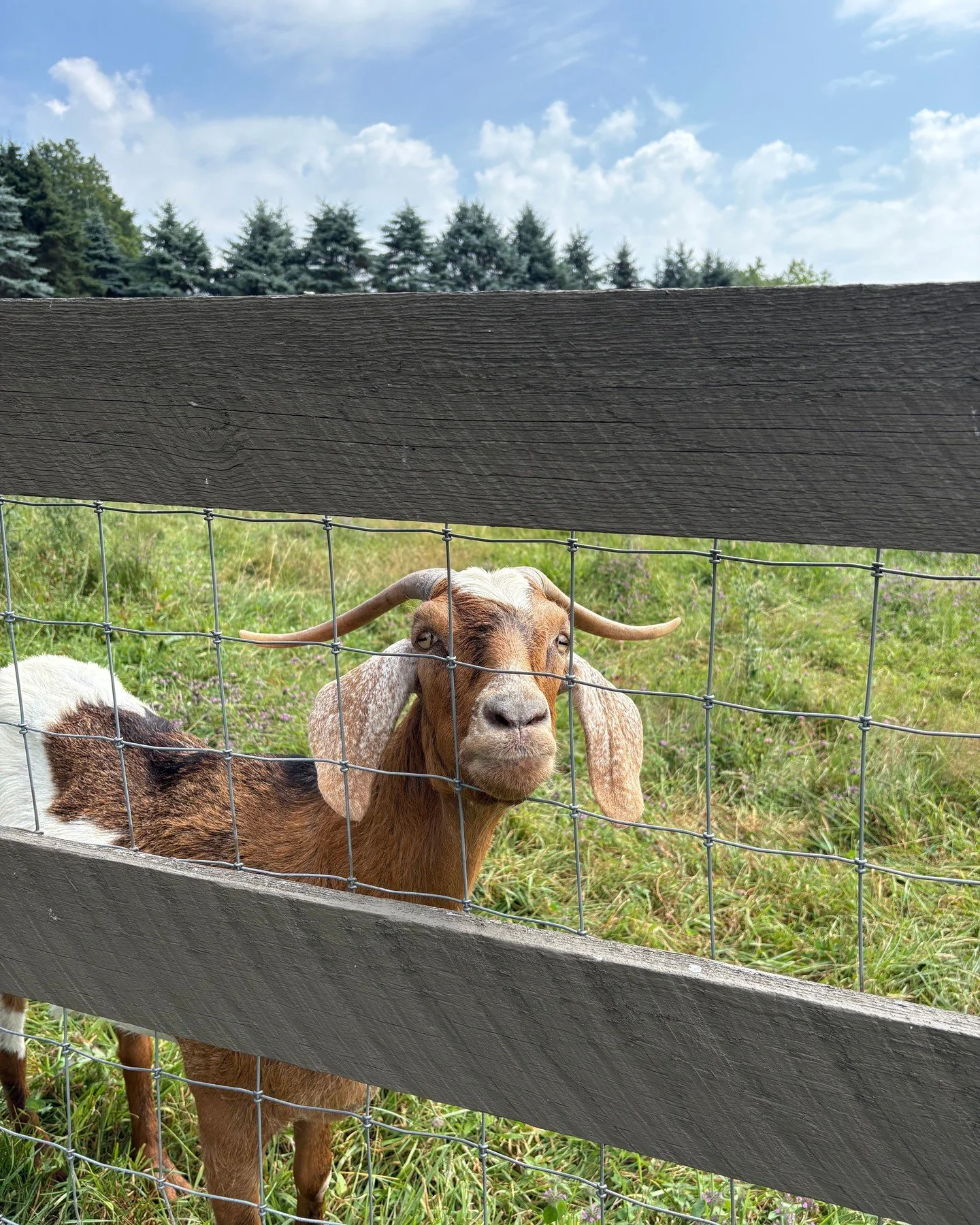 Our hike with goats experience isn't just a walk&mdash;it's a form of animal-assisted relaxation that naturally lowers stress levels and brings out your inner child. Our rescued goats are gentle companions who invite you to slow down, be present, and