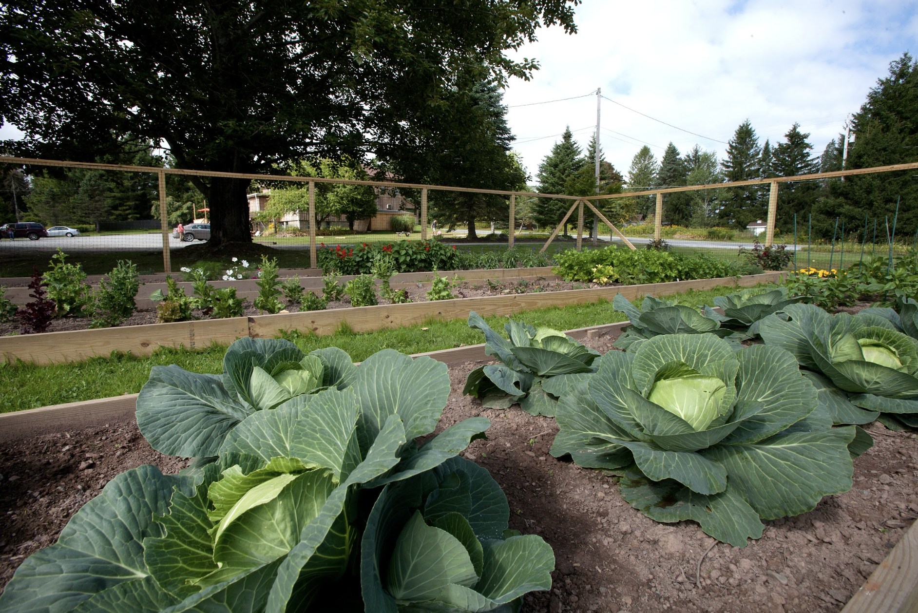 View of a vegetable garden with large green cabbages in the foreground, multiple garden beds with leafy plants, and a wooden fence around the garden. Trees and houses are visible in the background under a partly cloudy sky.