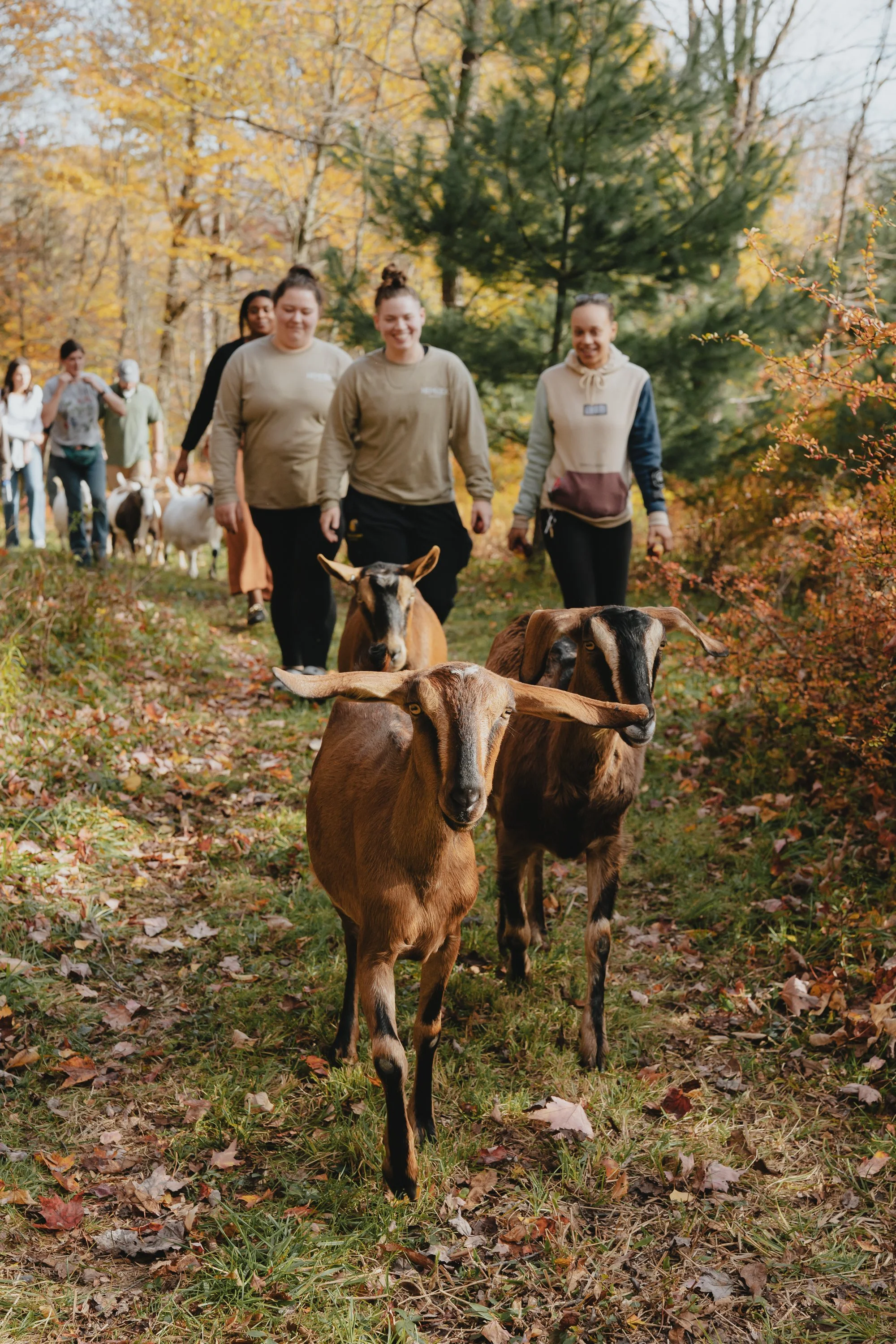 A group of people and goats walking along a wooded trail in autumn, with colorful fall foliage and trees in the background.