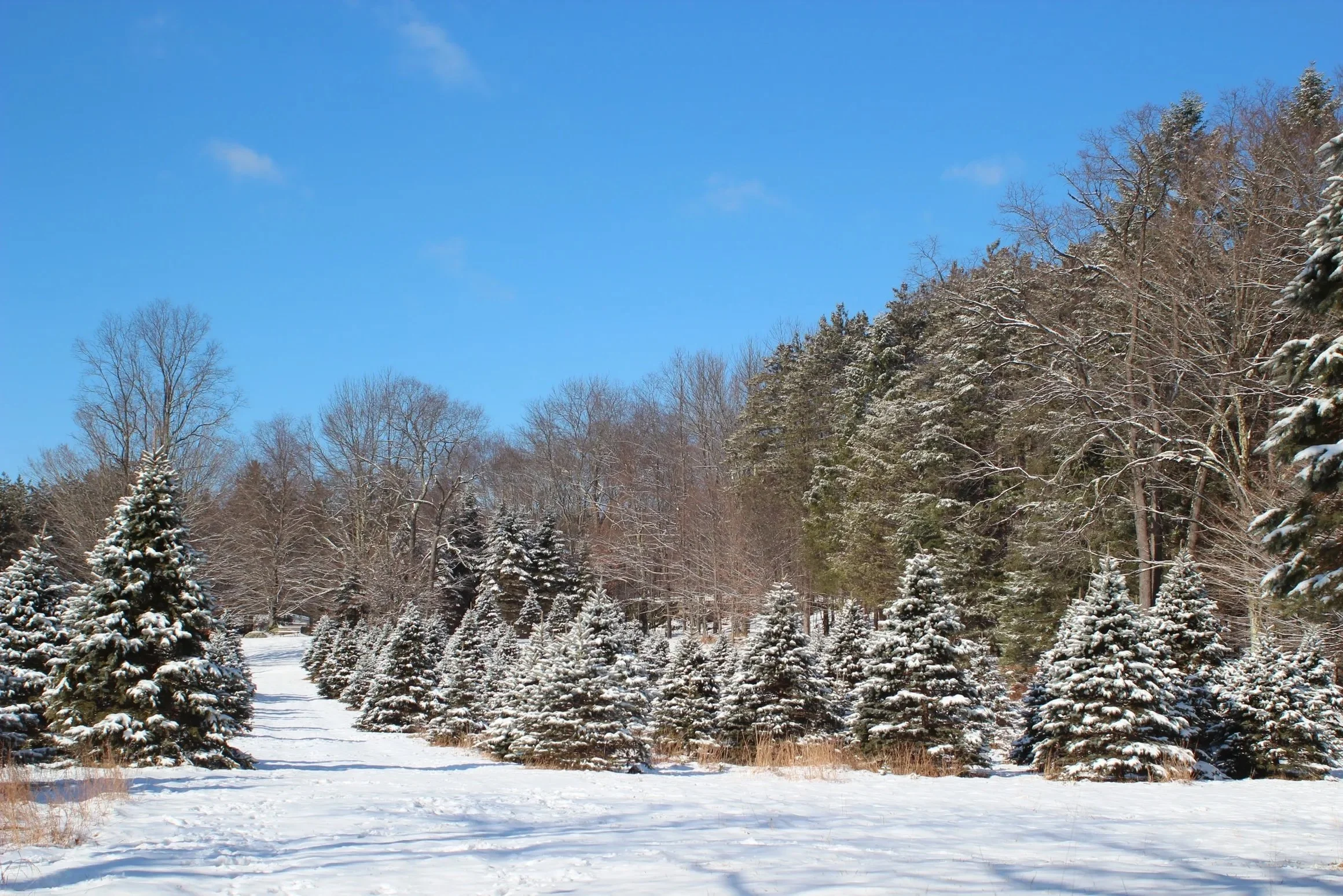 Snow-covered evergreen trees in a winter landscape with a clear blue sky