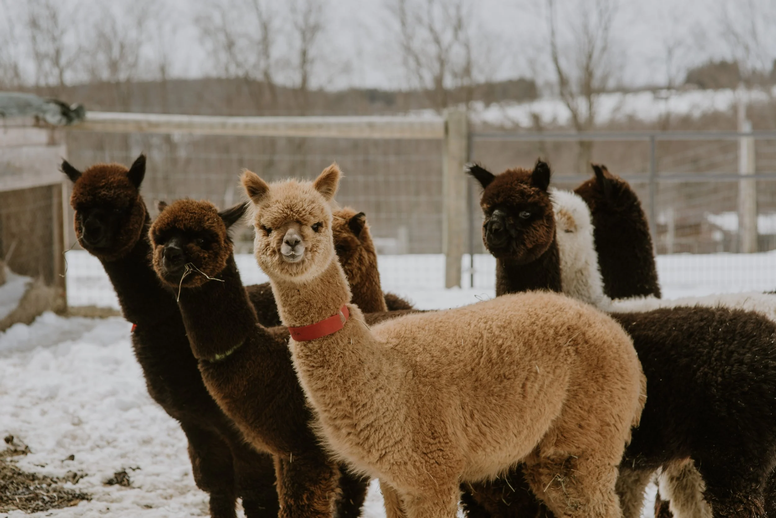 Group of alpacas standing in the snow in a fenced outdoor area with bare trees in the background.