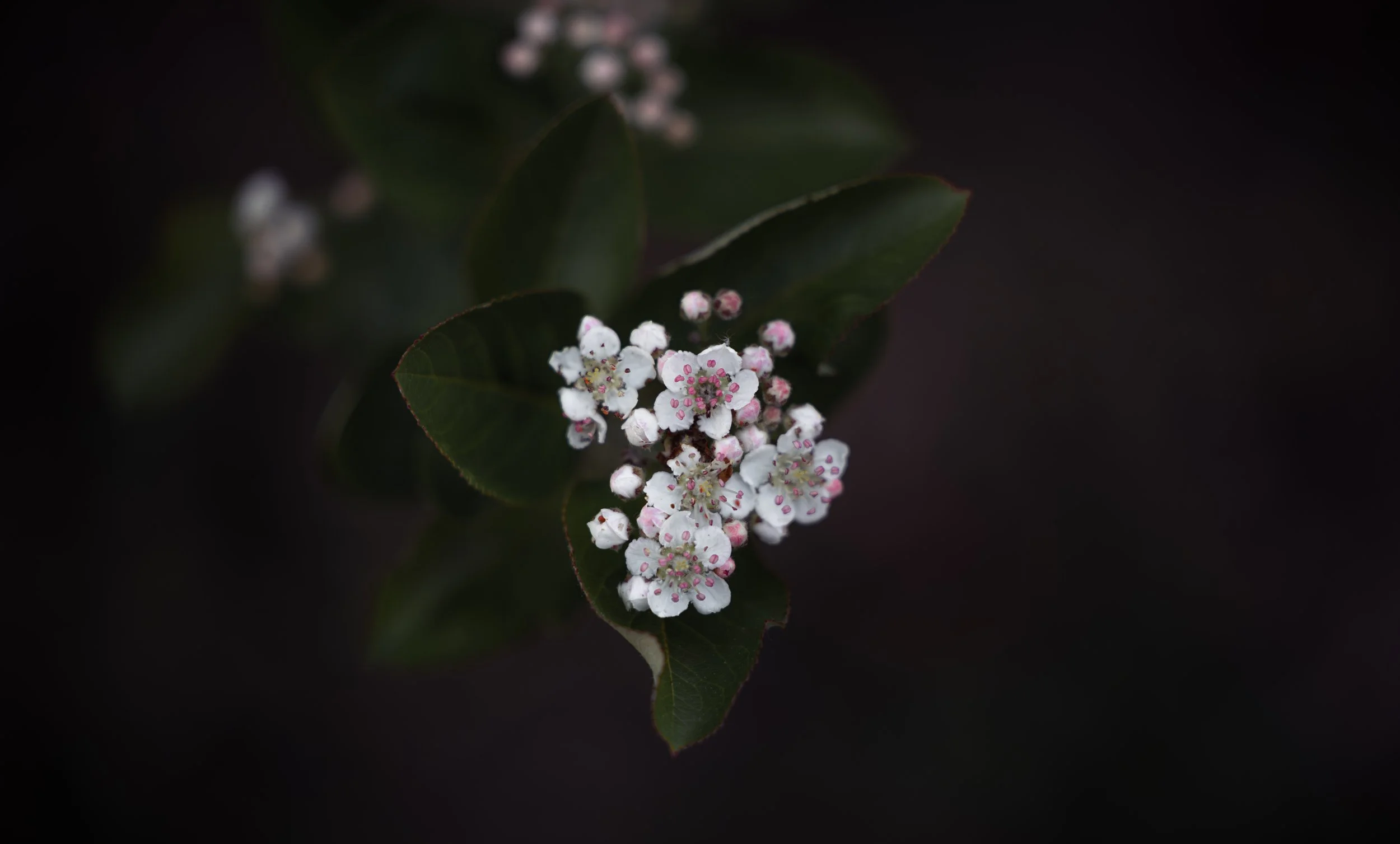 Grasping Flower.jpg