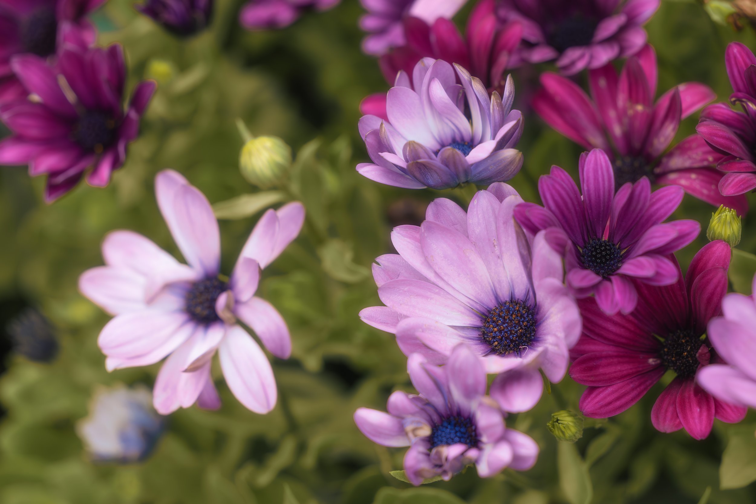 Fleeting Moments.jpg