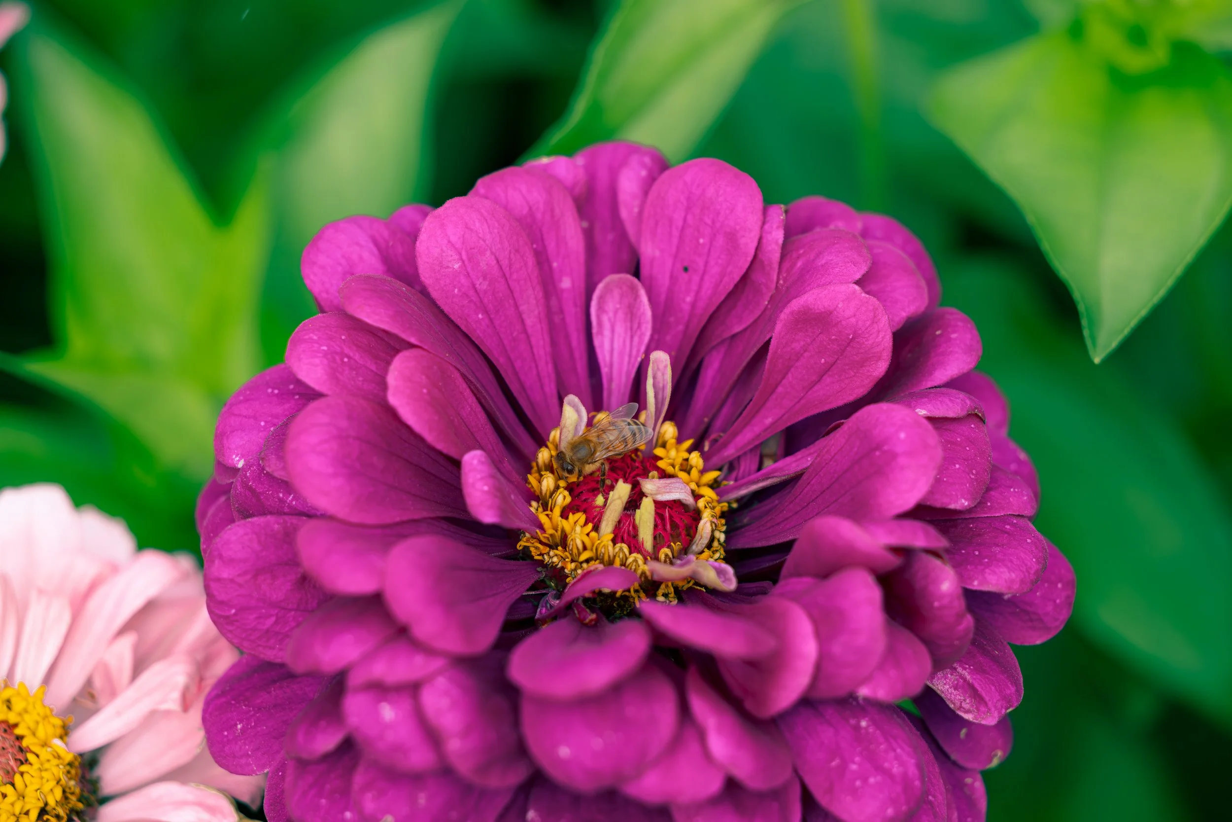 give me the pollen.jpg