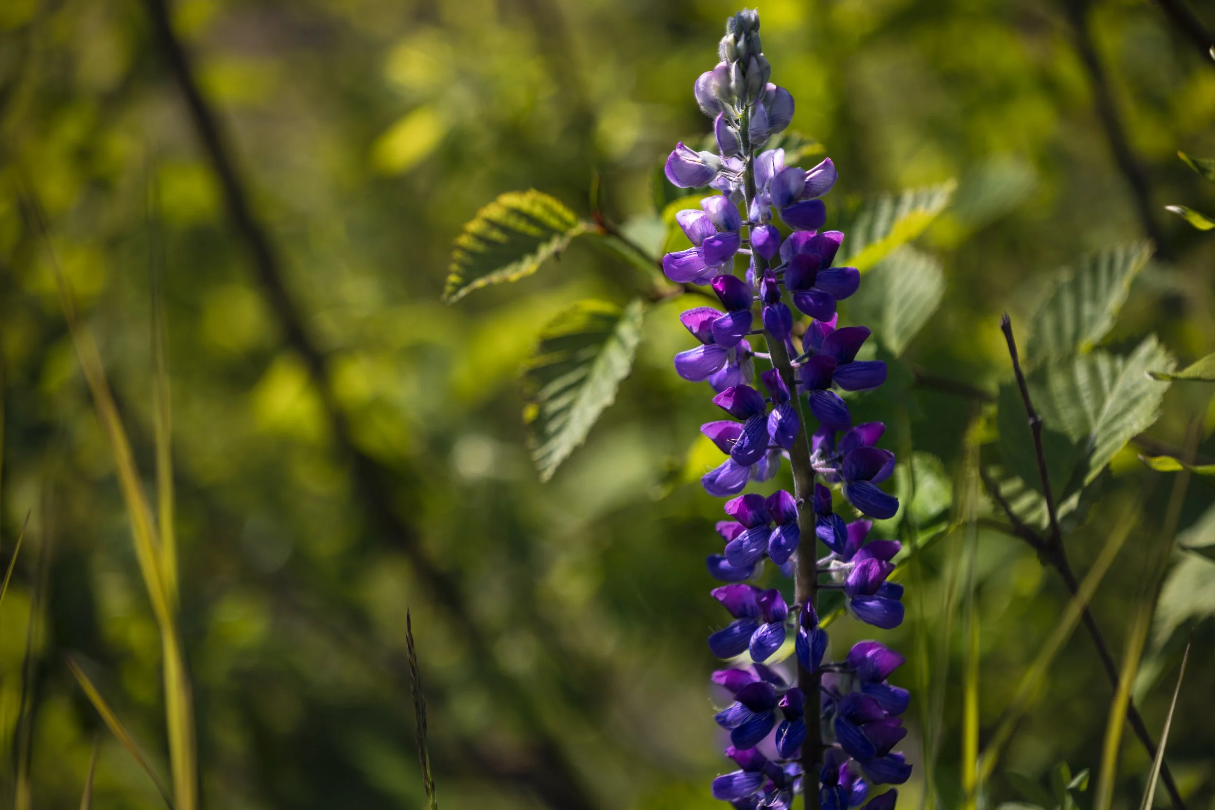 Sing in the Light.jpg