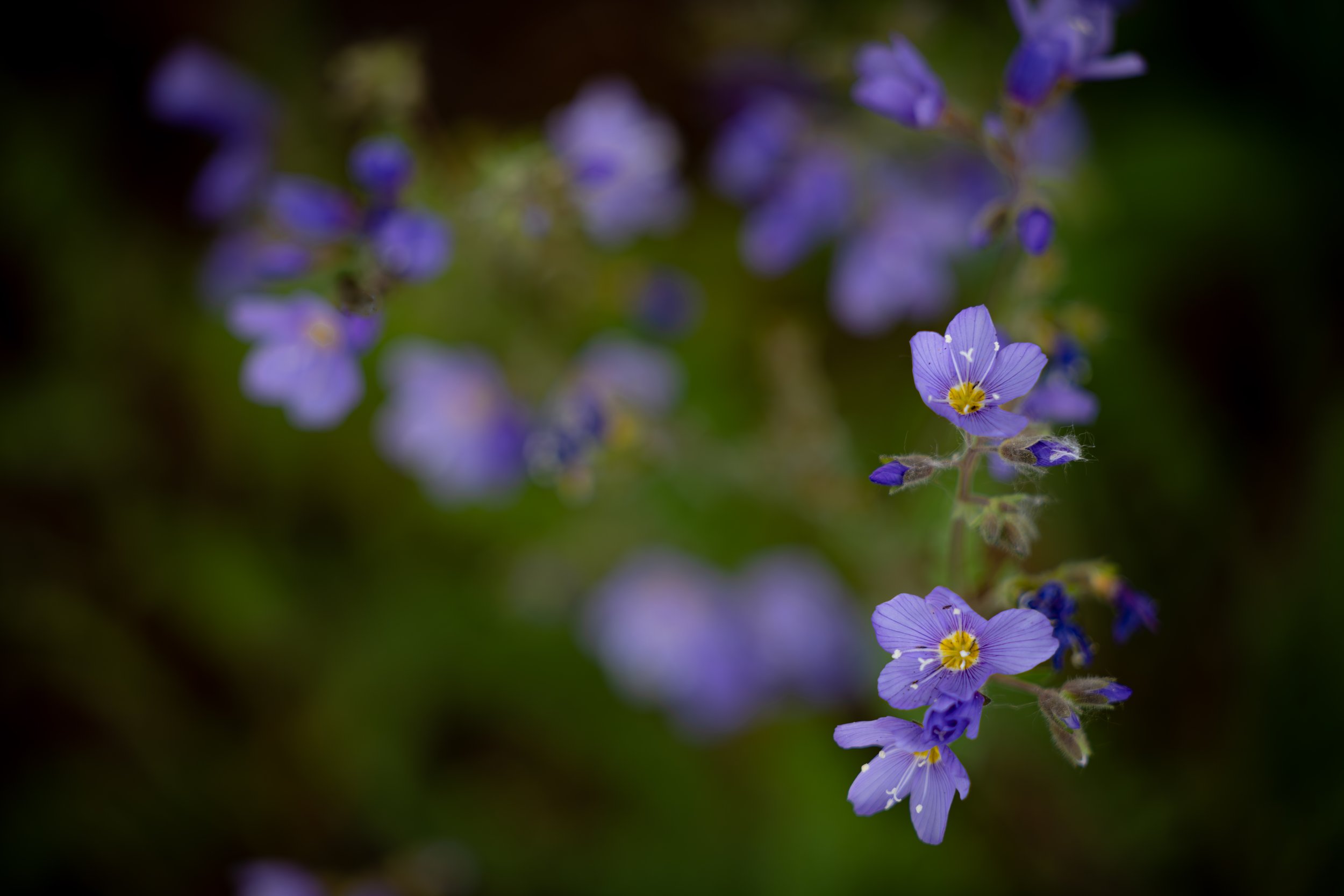 Follow the Leader.jpg