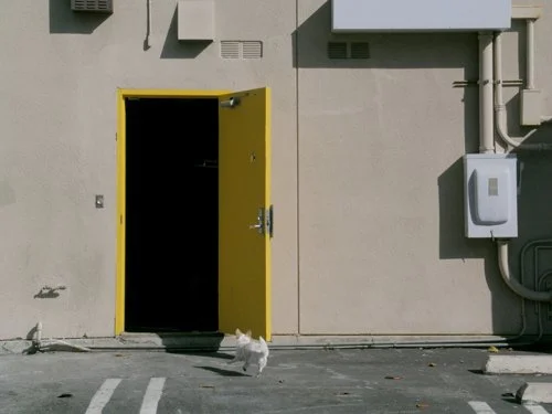 Doggie Door
