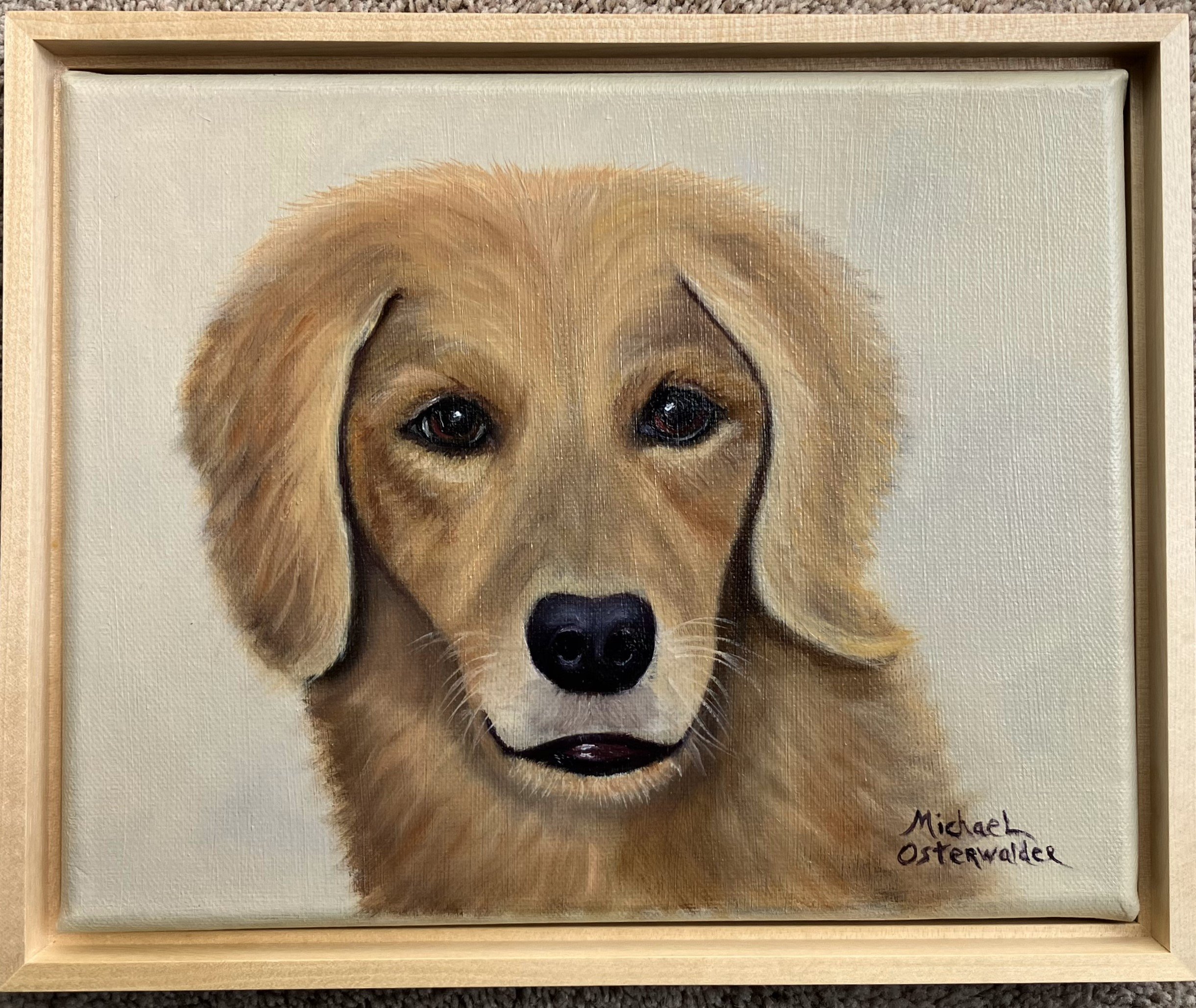 Young Golden Retriever