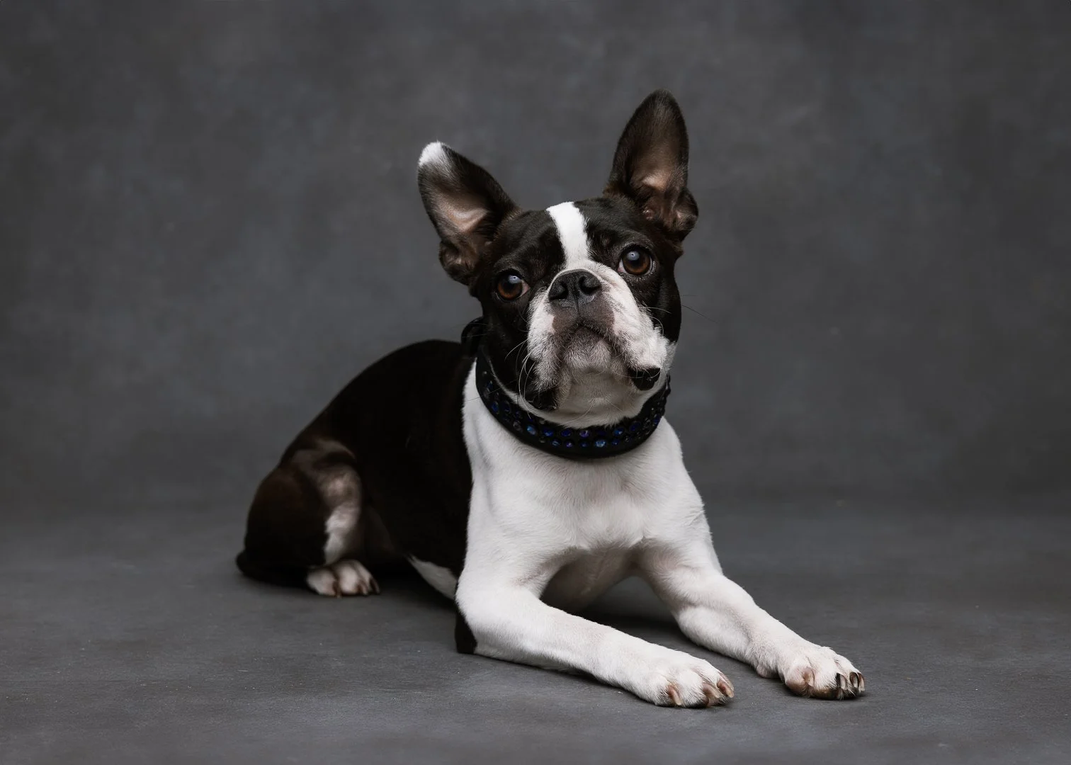 EA_dogs-004.jpg