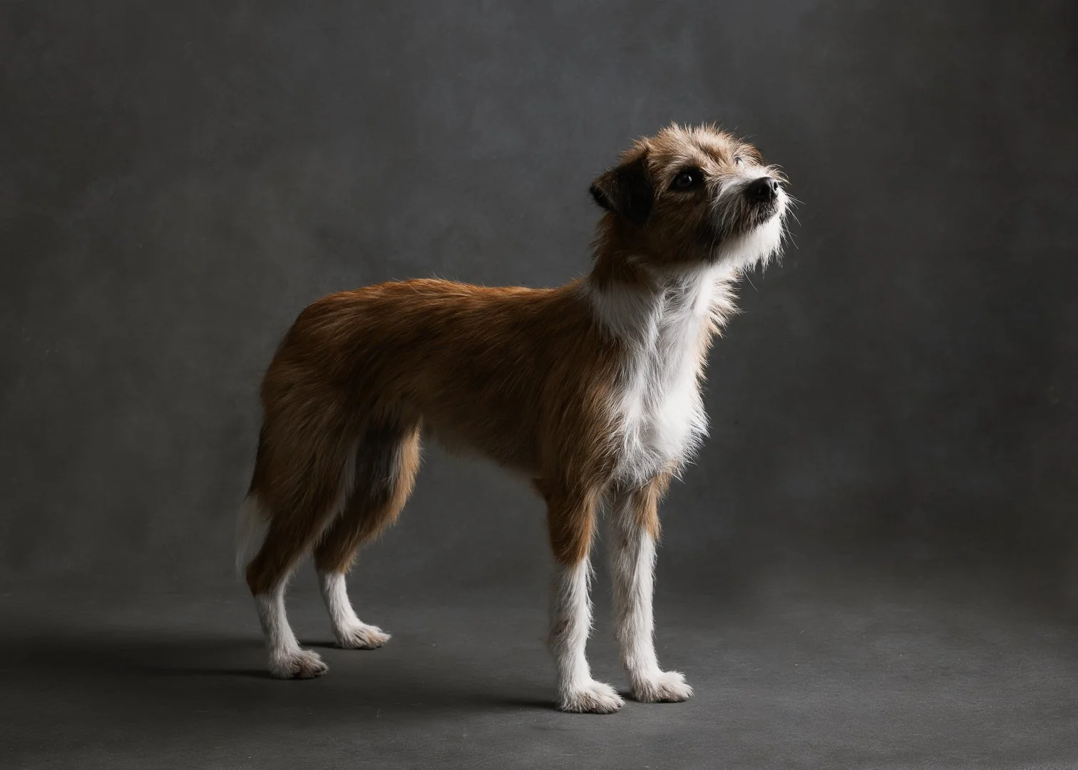 EA_dogs-011.jpg