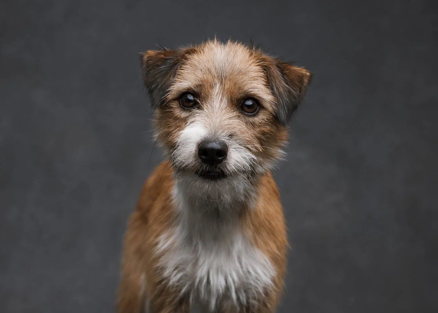 EA_dogs-014.jpg