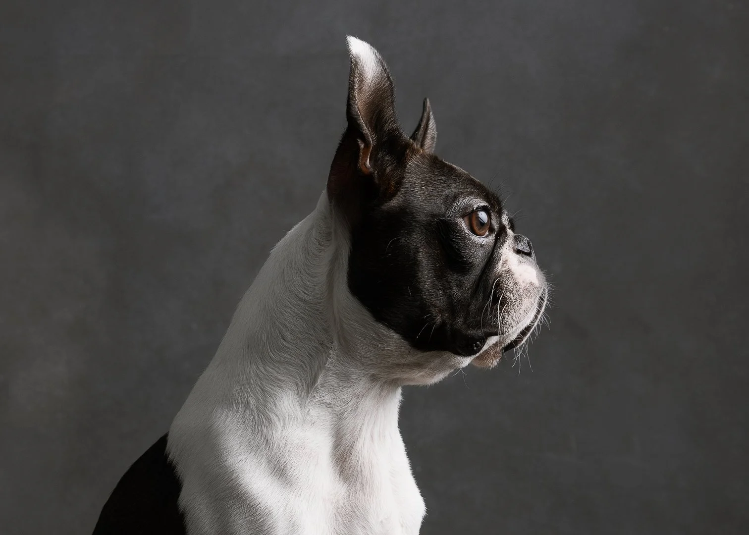 EA_dogs-007-2.jpg