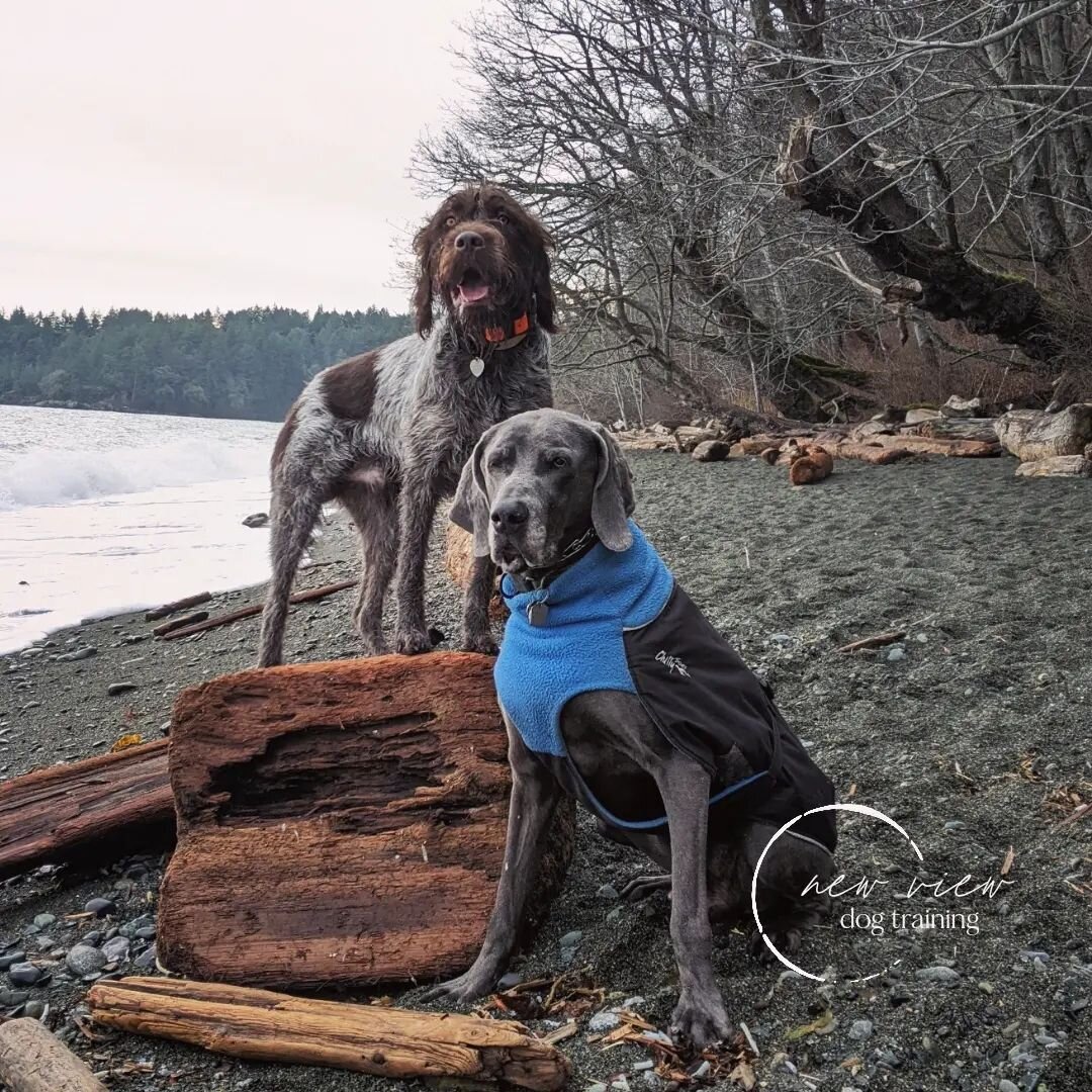 Do you celebrate your dog on Valentine's day - your loyal shadow through life's ups and downs?

How do you celebrate your dog on Valentine's day? A cake? Cookie? Juicy bone? 

Instead of thinking of what you can get your dog, why don't we think about