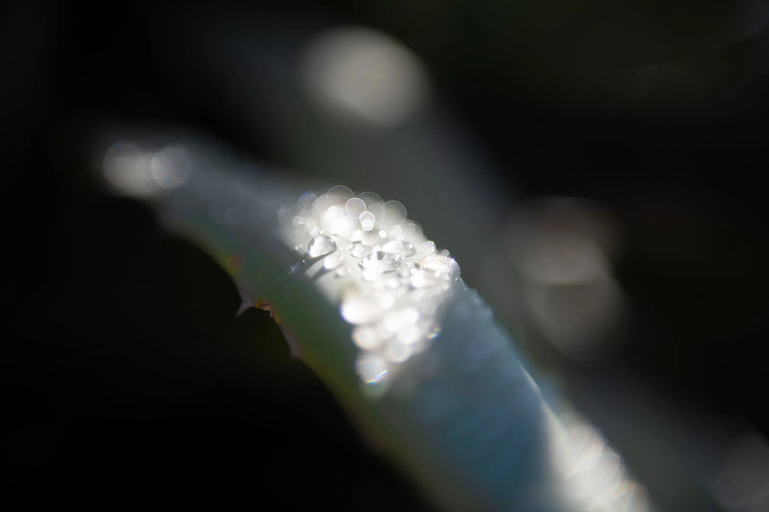 Close-up of a plant stem with water droplets on it, blurred background
