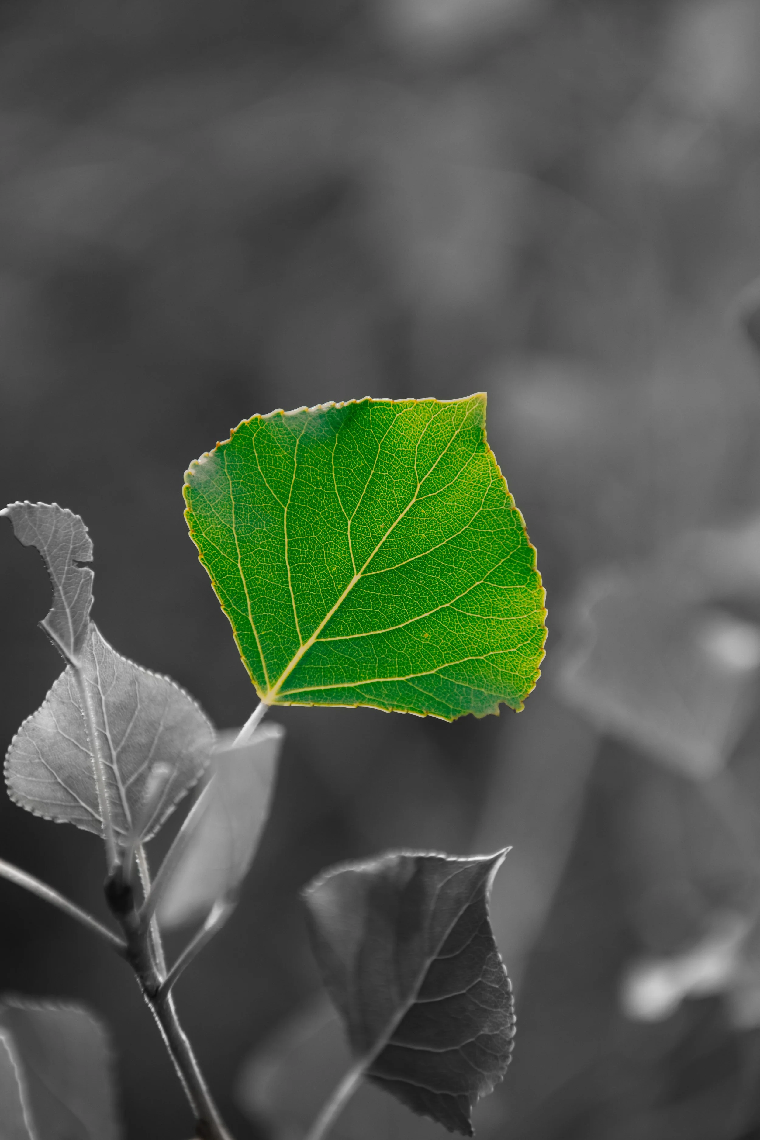 Green leaf in color surrounded by grayscale leaves in the background.