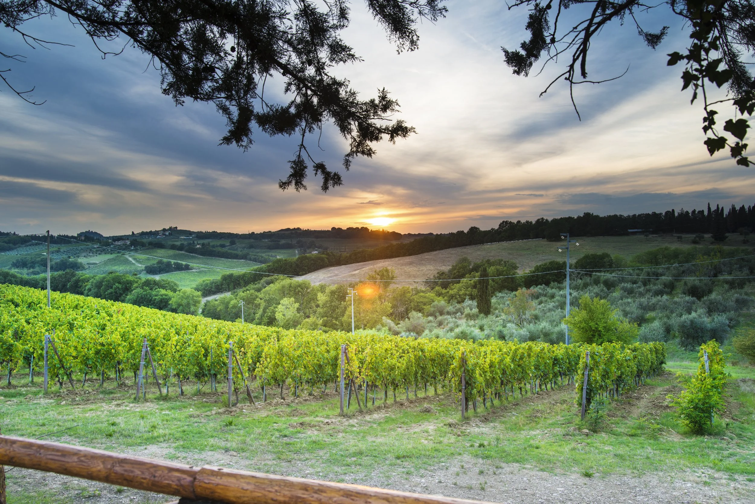 Sunset over a lush vineyard in the countryside with rolling hills, trees, and a partly cloudy sky.