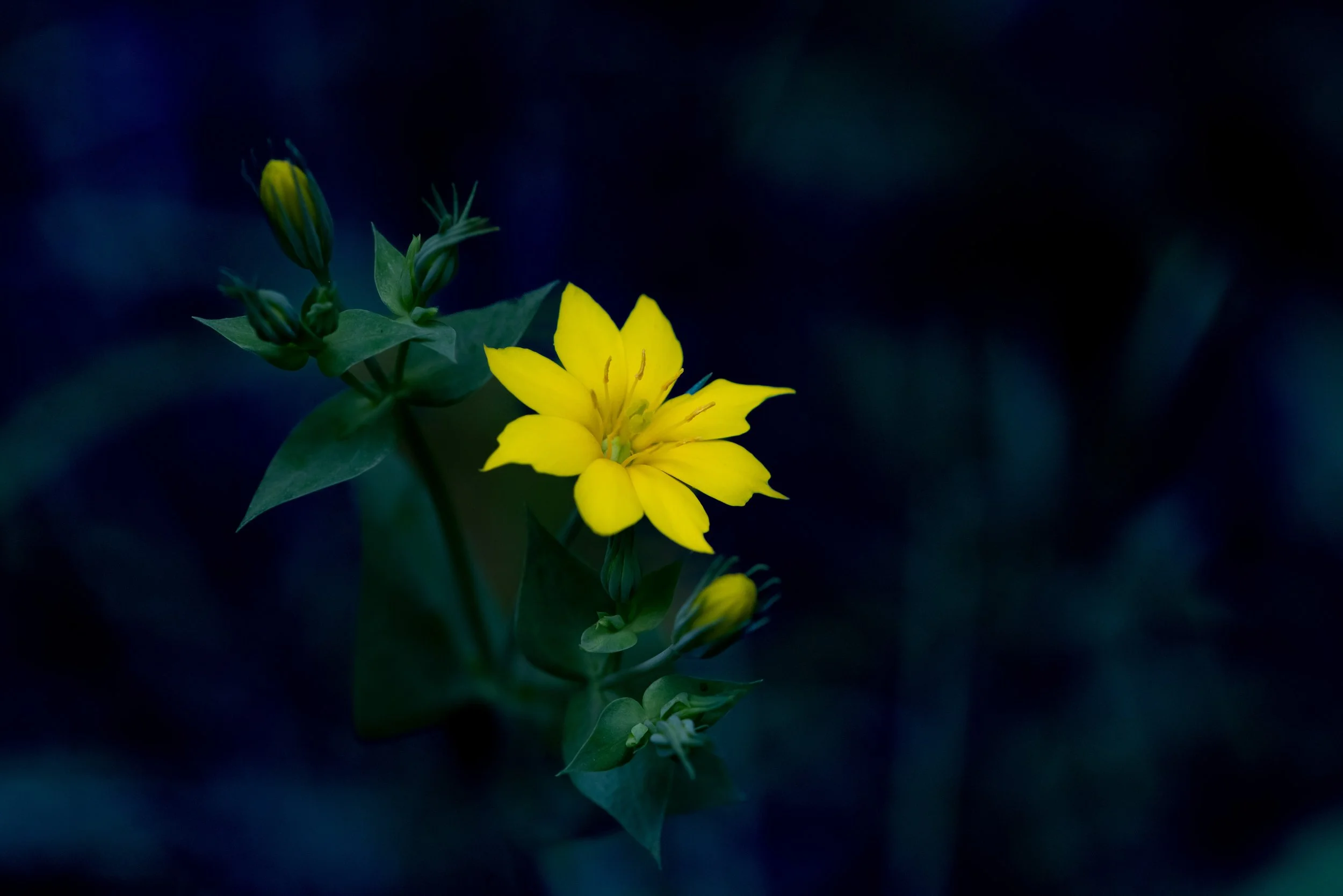 A yellow flower with multiple petals and green leaves against a dark background.