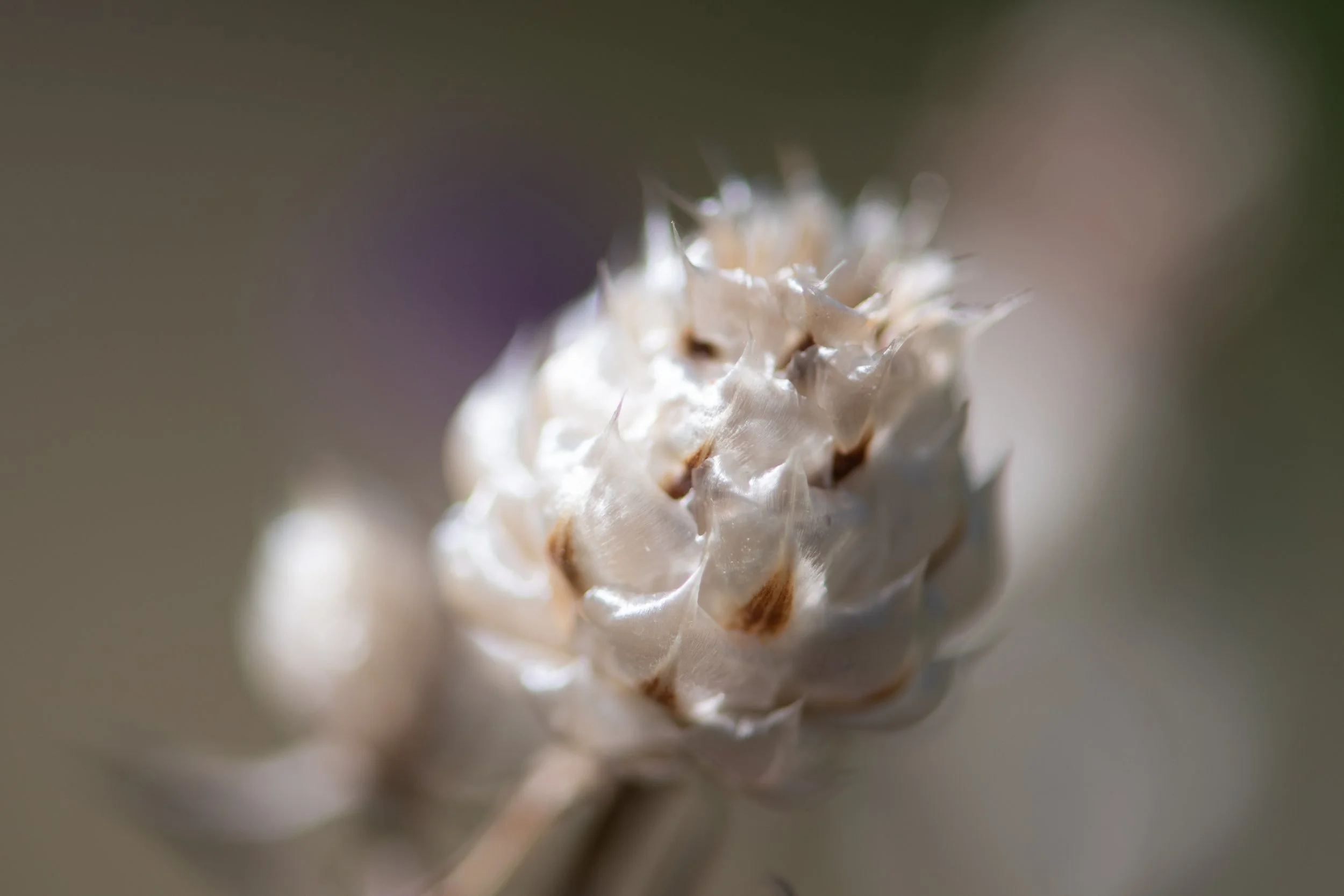 flower - white - macrophotography - light