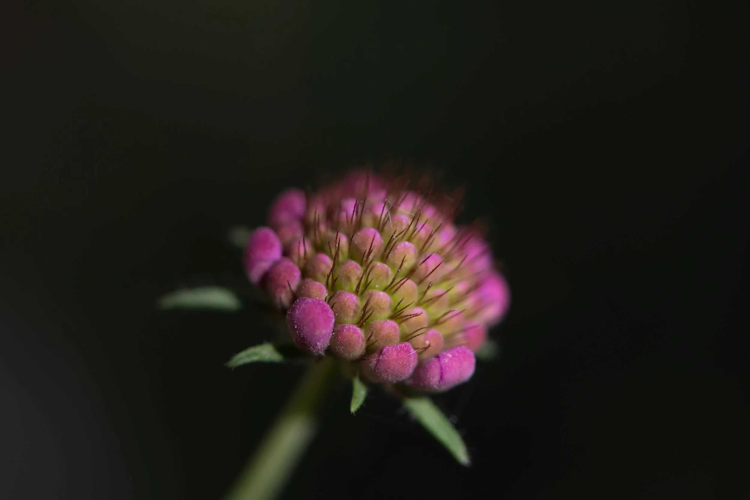 flower - macro - black