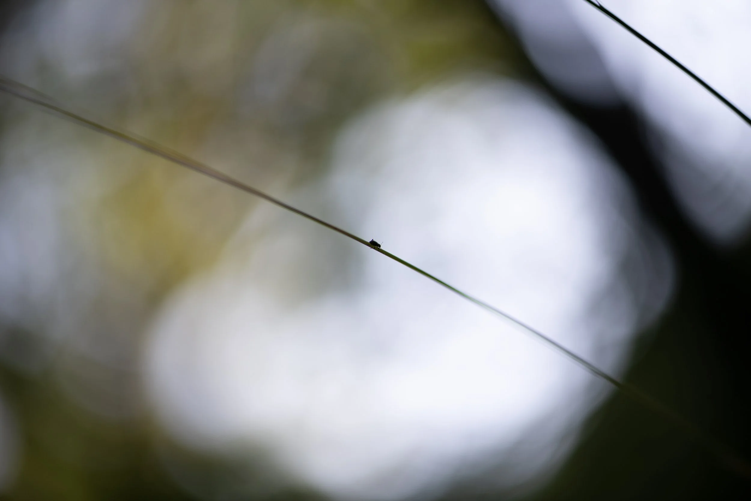 A small insect perched on a thin, green plant stem with a blurred background of clouded sky and trees.