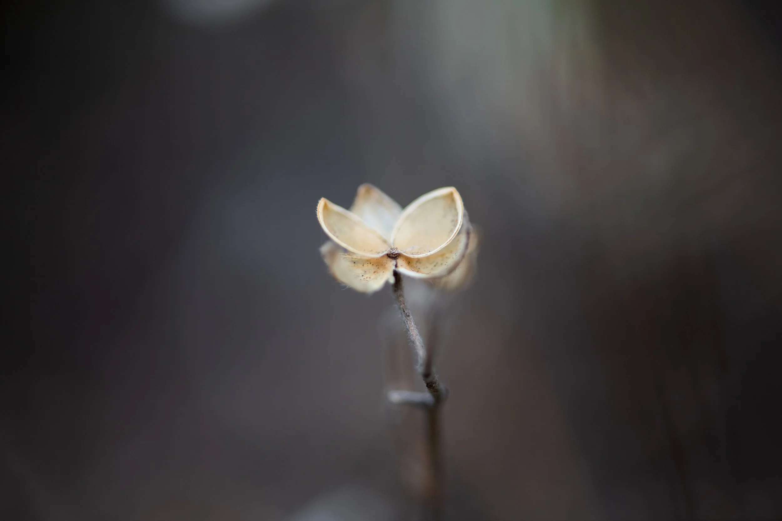 Close-up of a dried, light-colored flower on a thin stem against a blurred dark background.