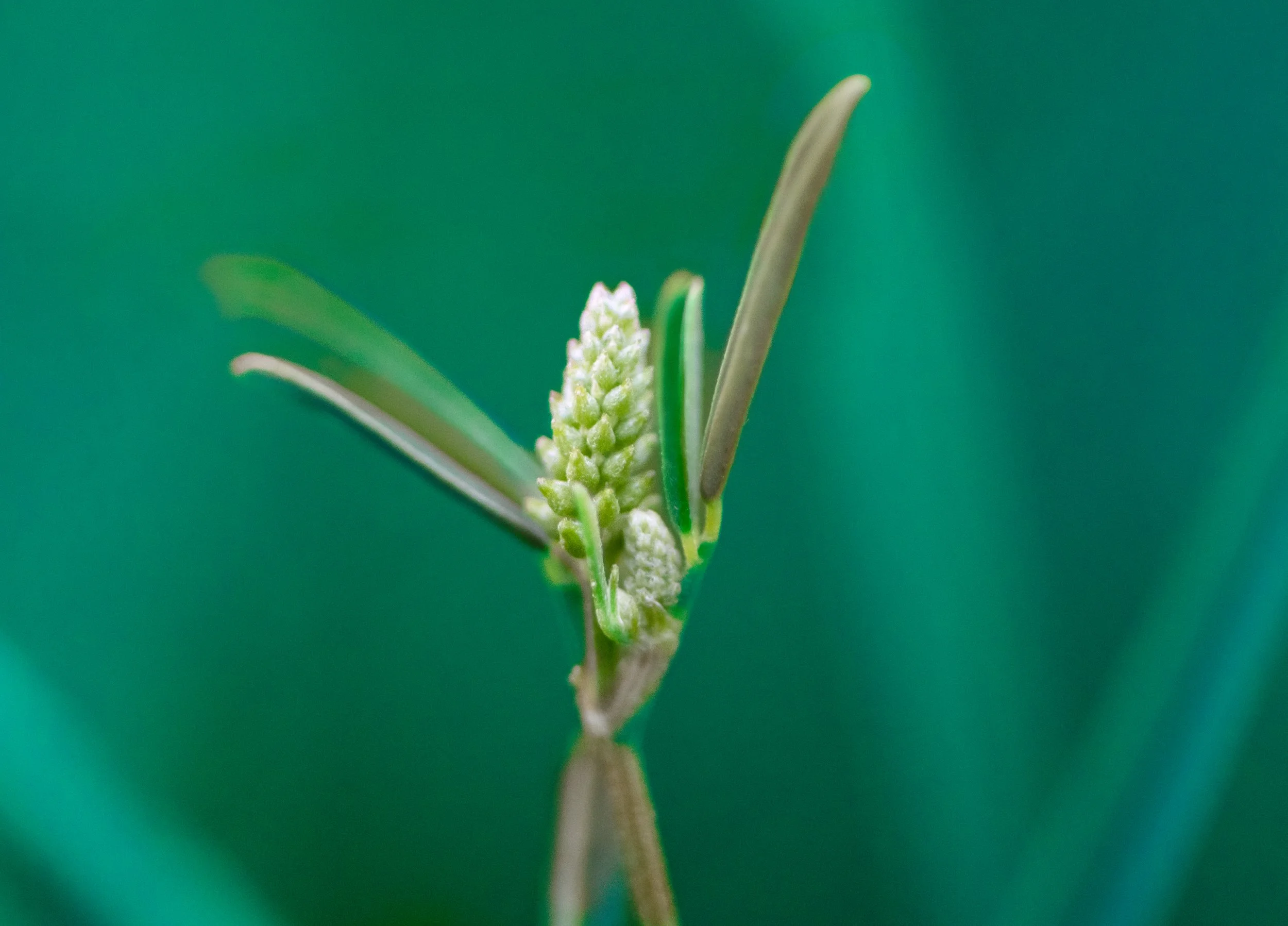 Close-up of a budding green plant with small white flowers and elongated green leaves against a green background.