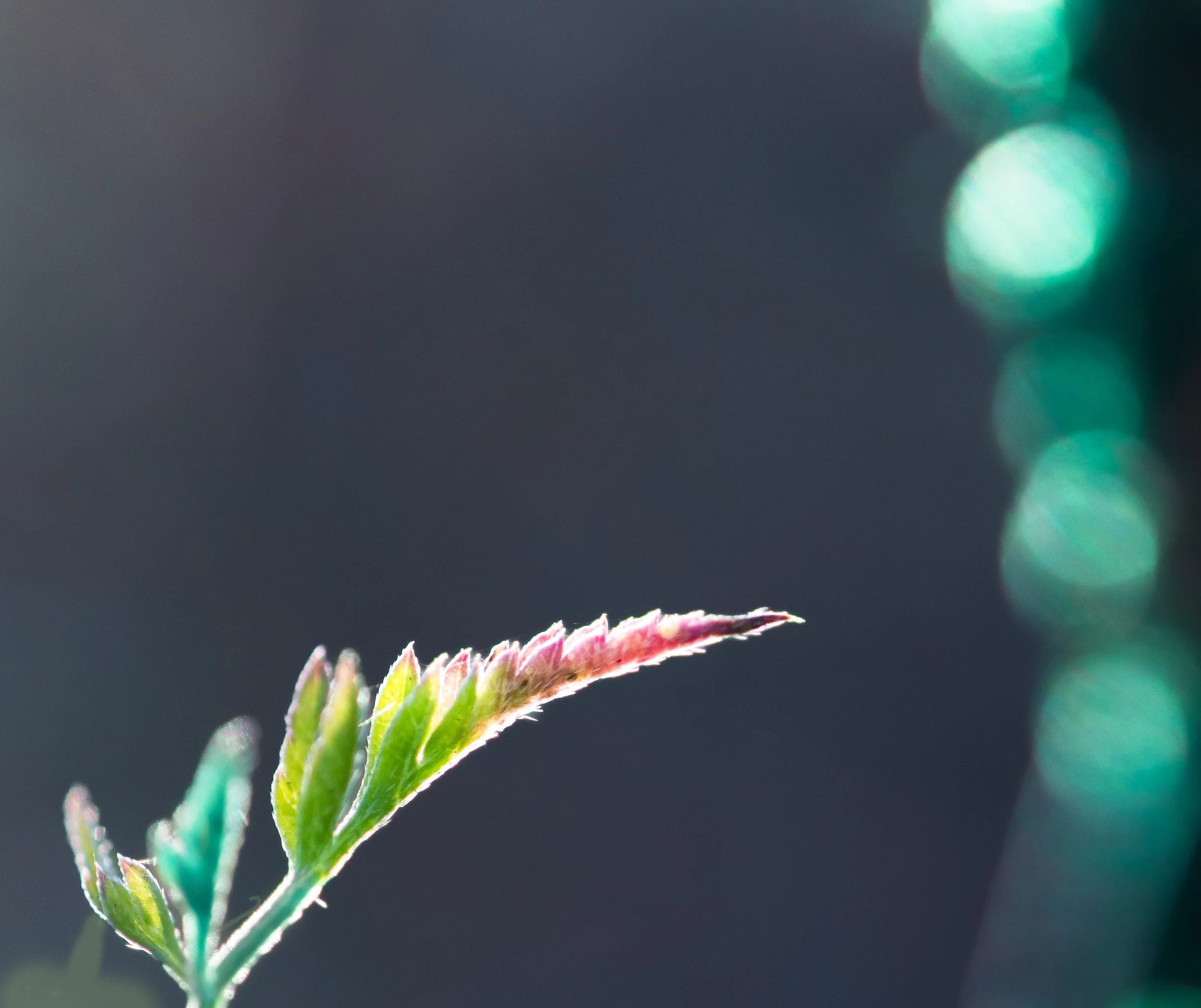 Close-up of a small green plant with red-tipped leaves against a dark background with bokeh lights on the right side.