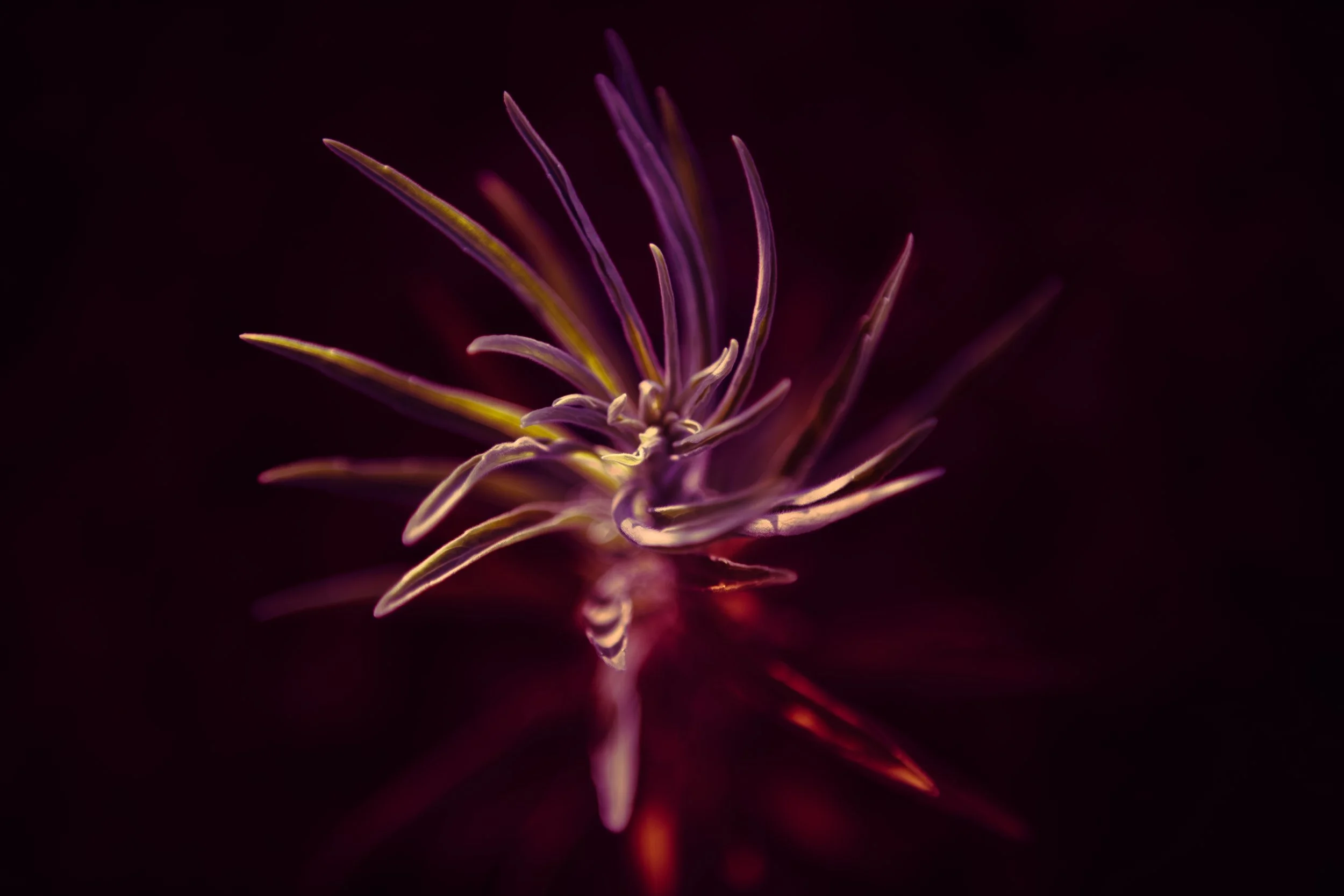 Close-up of a purple and yellow flower with thin, elongated petals against a dark background.