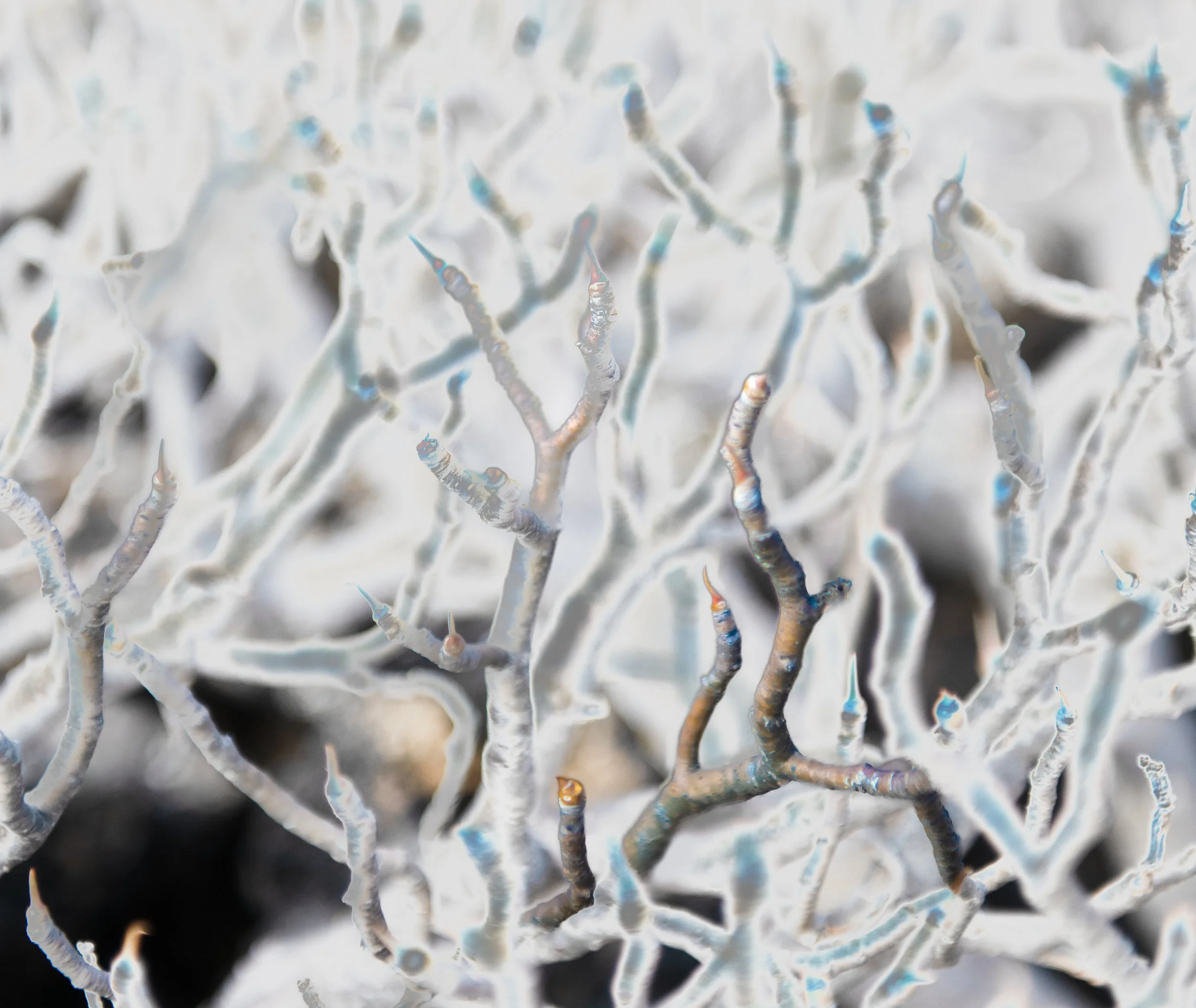 Close-up of white, branching coral with iridescent tips.