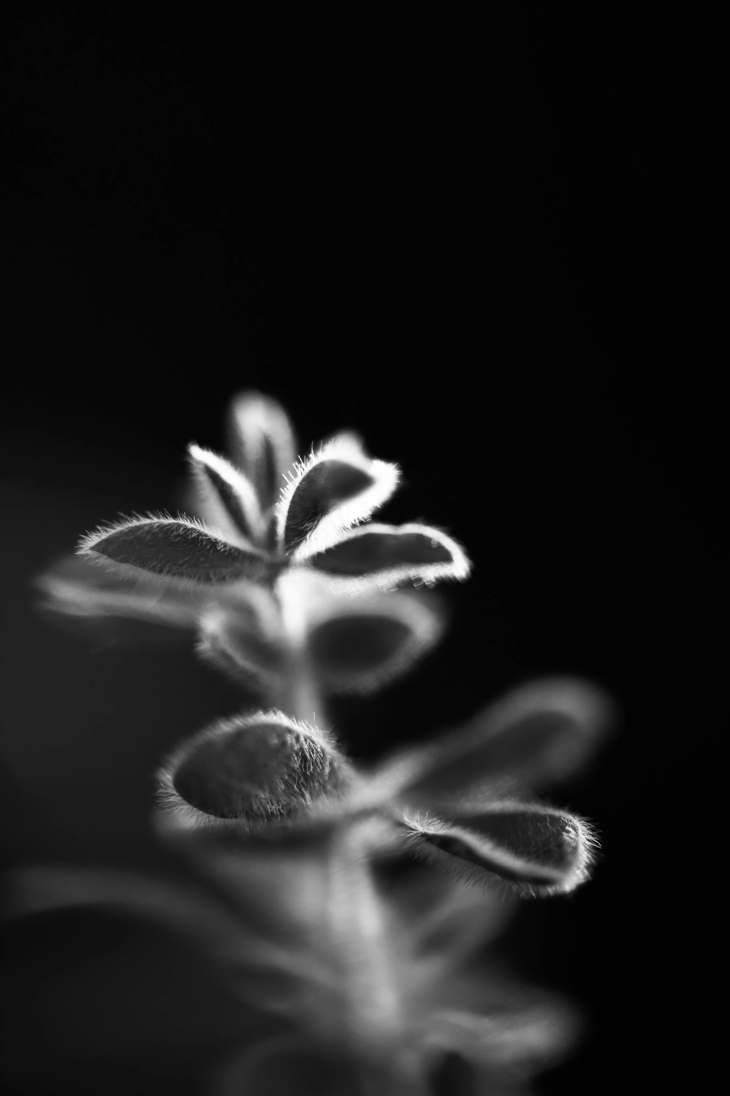 Close-up black and white photo of a small plant with fuzzy leaves, backlit against a dark background.