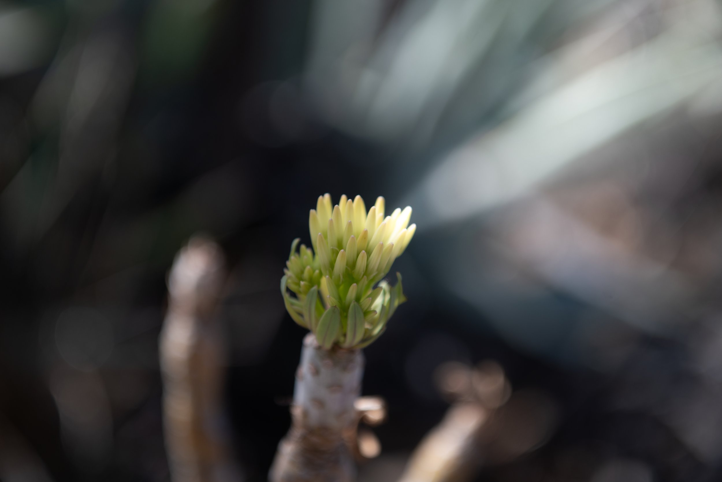 Close-up of a budding succulent plant with greenish-yellow leaf tips on a thick, brown stem, with blurred dark background.