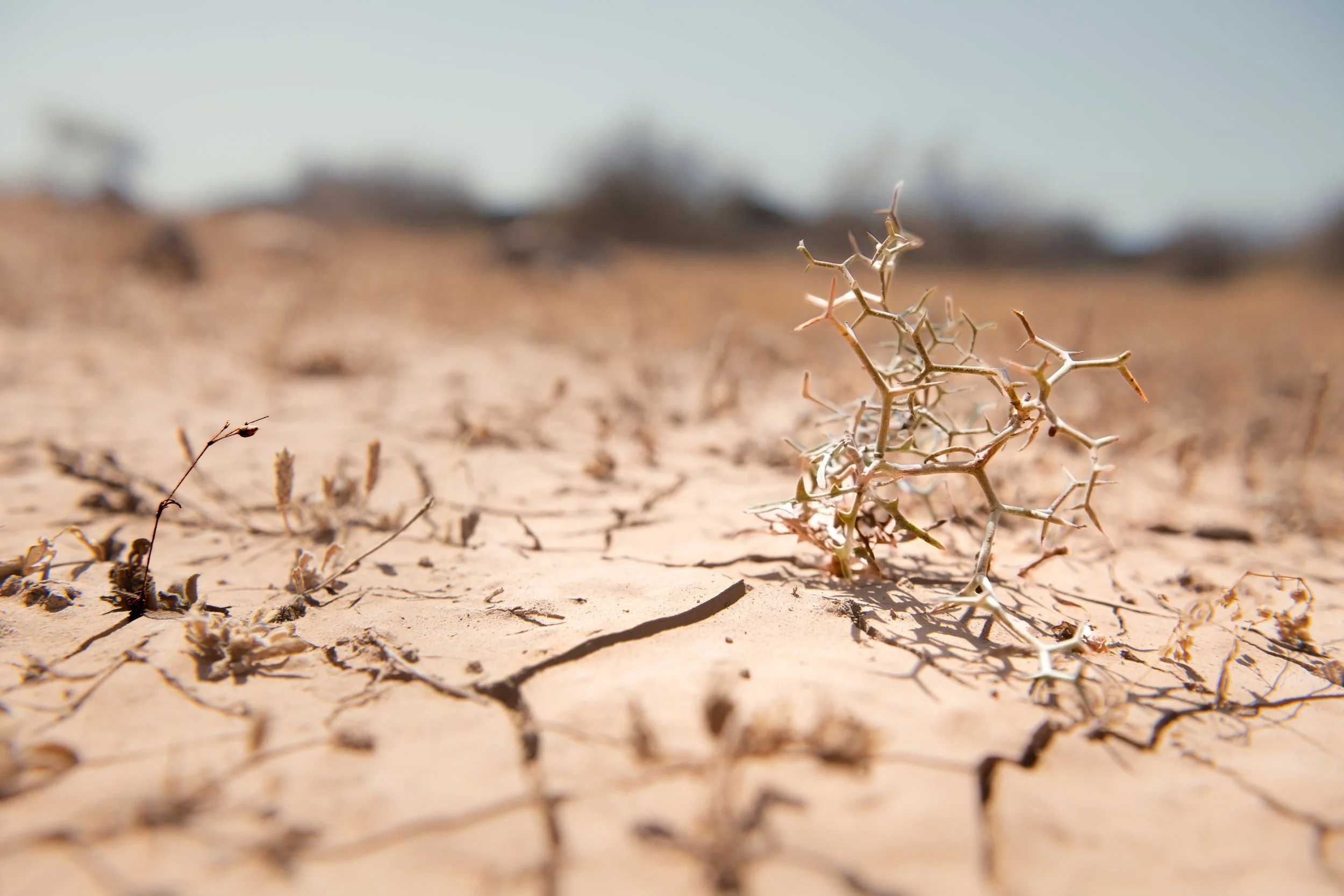 Close-up of dry, cracked desert soil with a small, thorny shrub in the foreground under a clear blue sky.