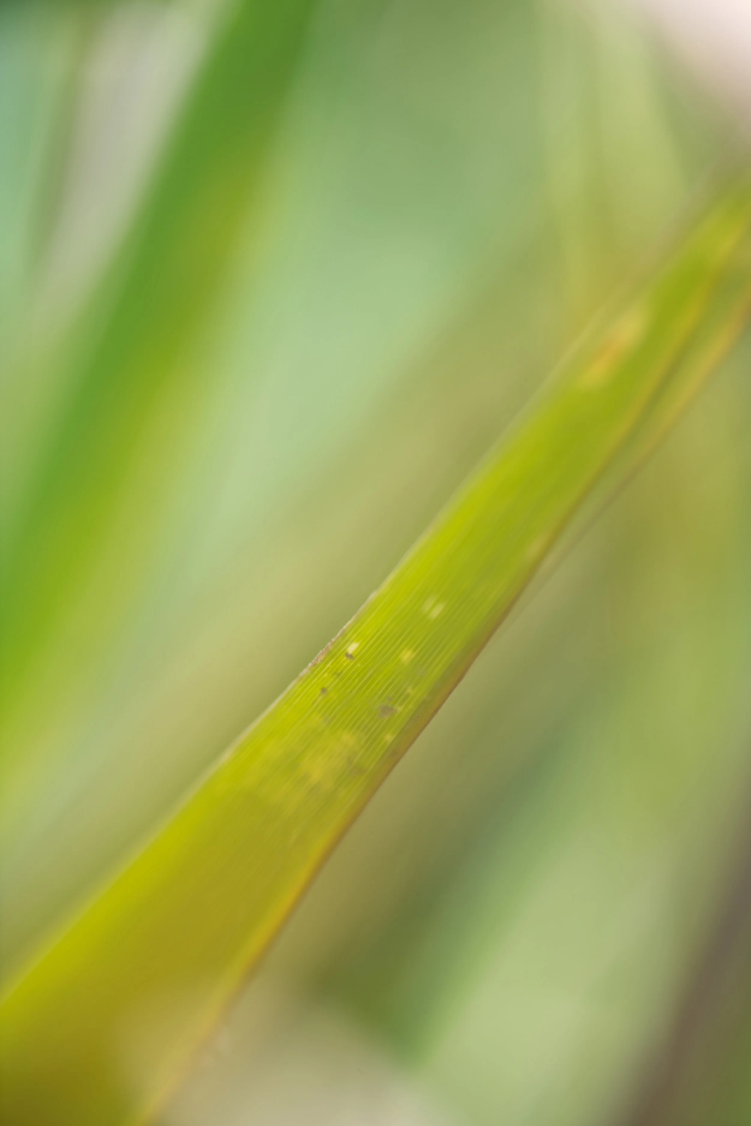 Close-up of a green plant leaf with small dark spots and fine texture, blurred background