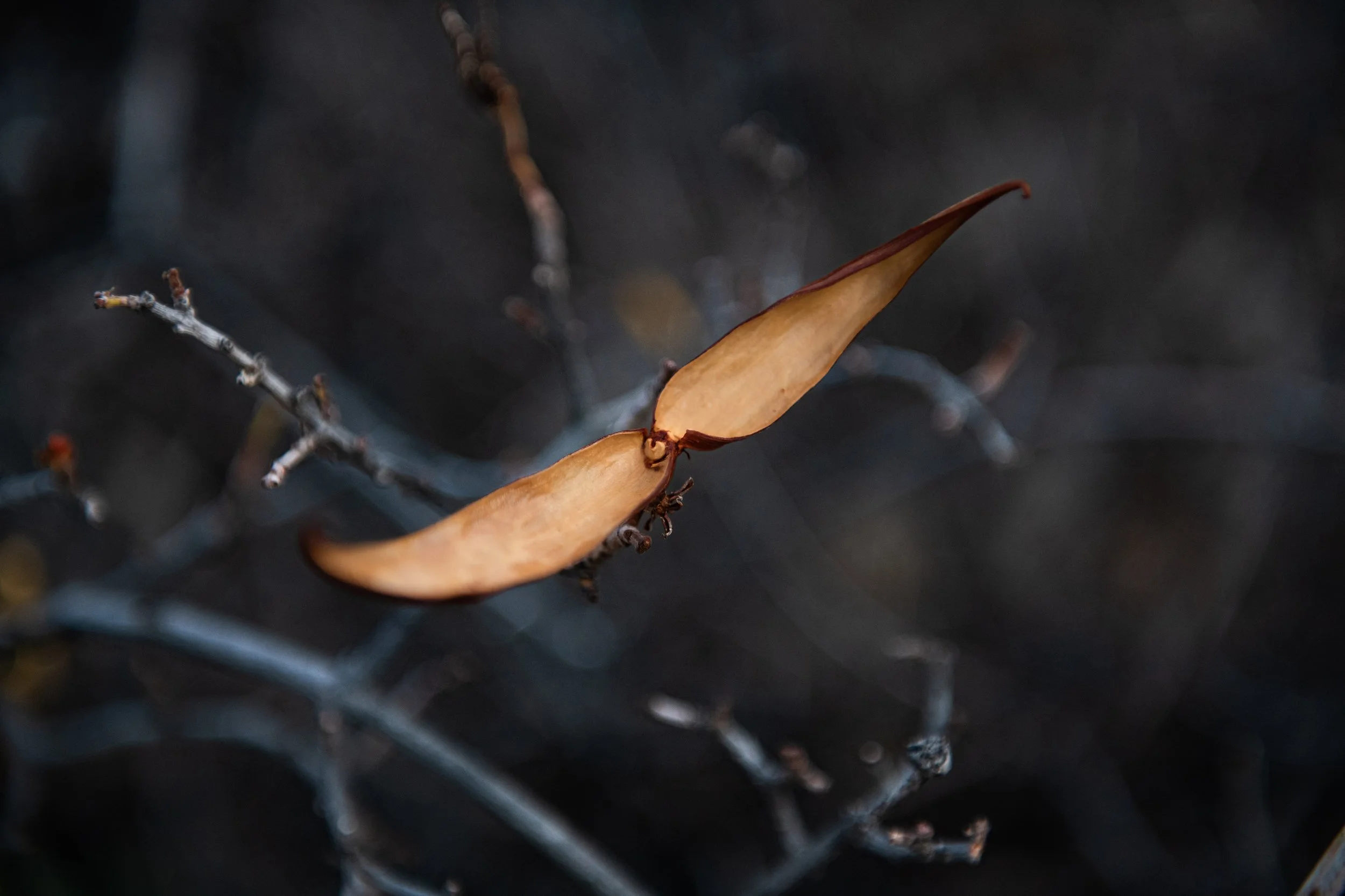 Close-up of a brown, dried seed pod attached to thin, dark branches against a blurred dark background.
