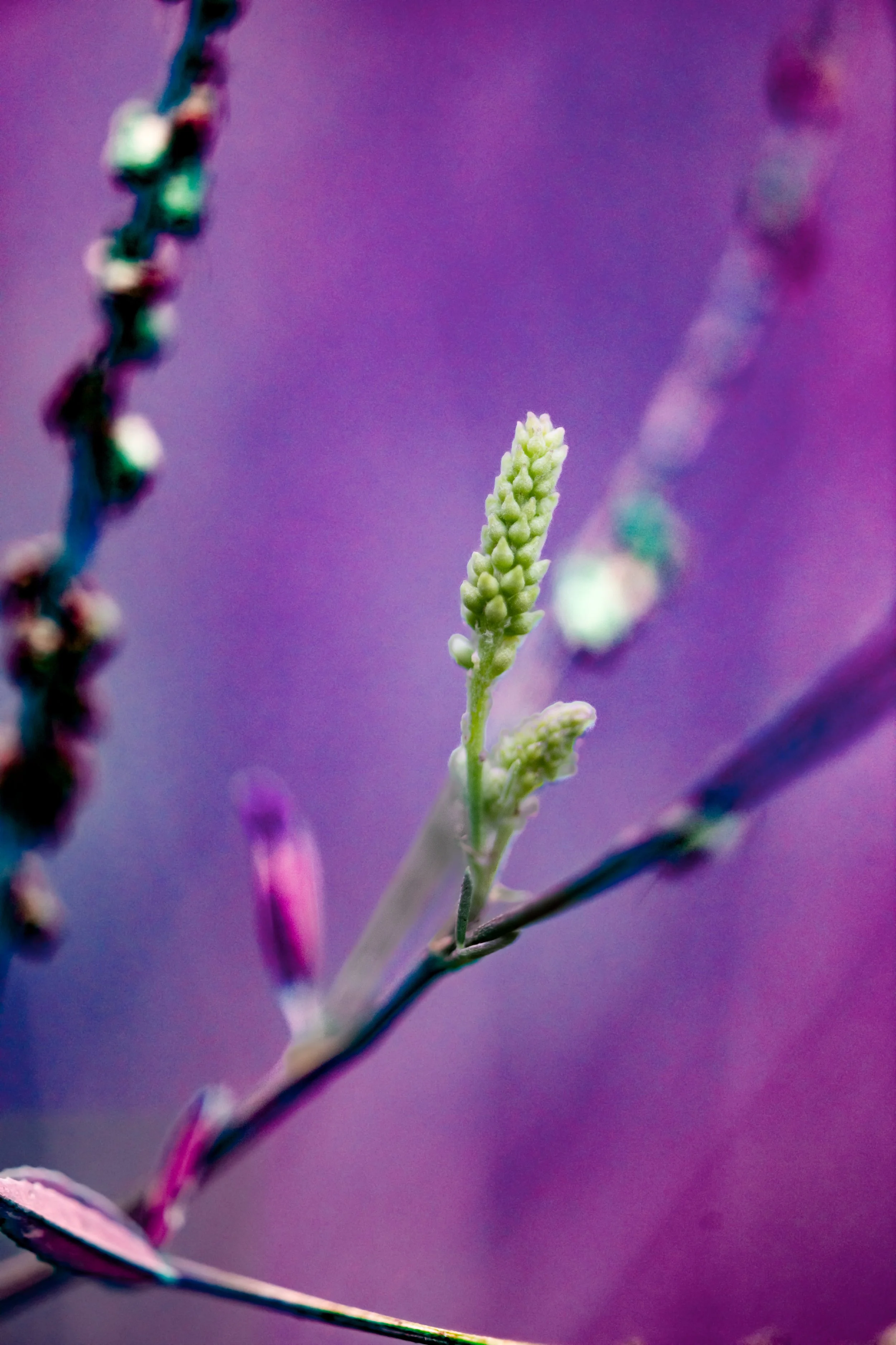 Close-up of a budding green flower spike on a plant against a purple background.