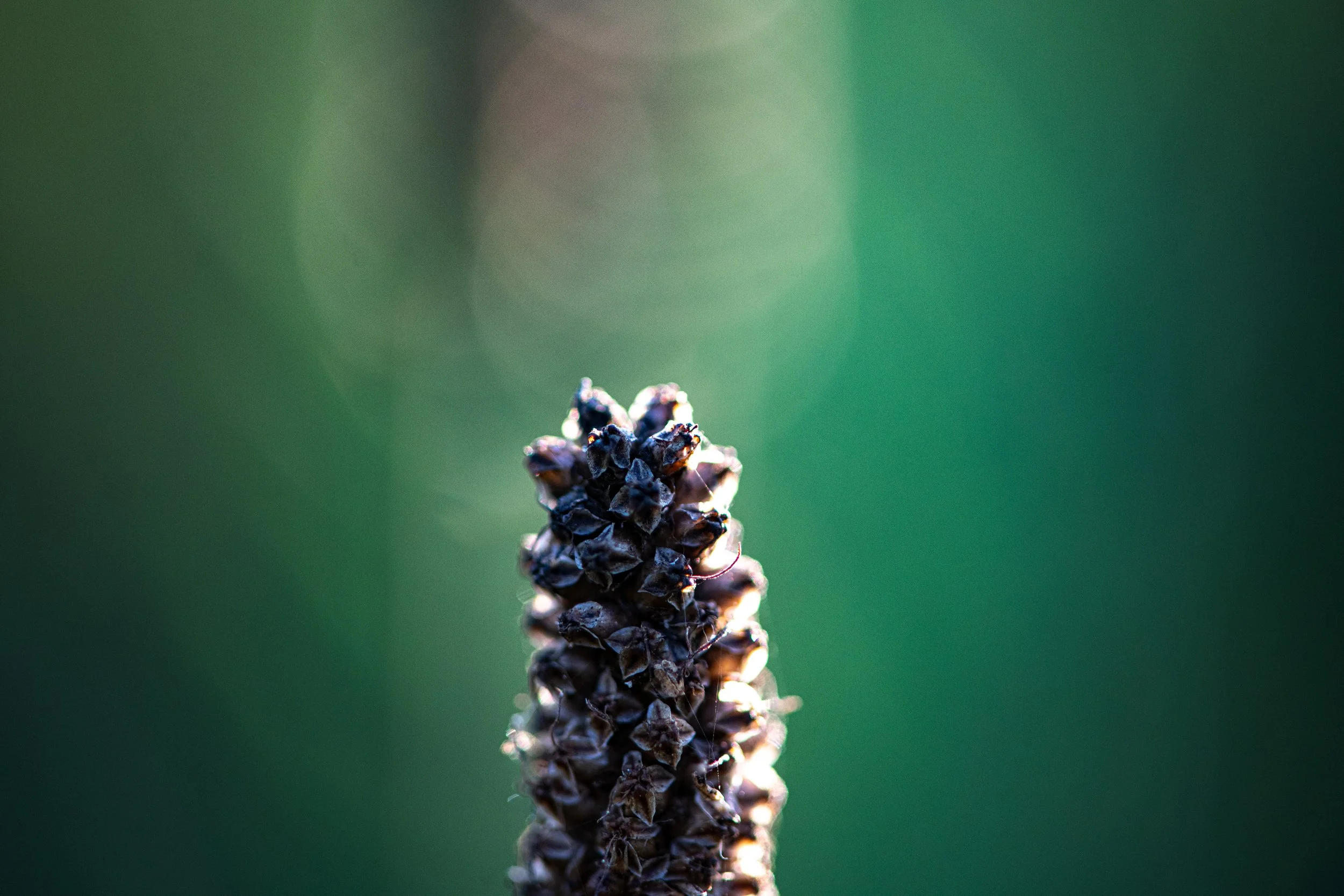 Close-up of a dark purple flower spike with a green blurred background.