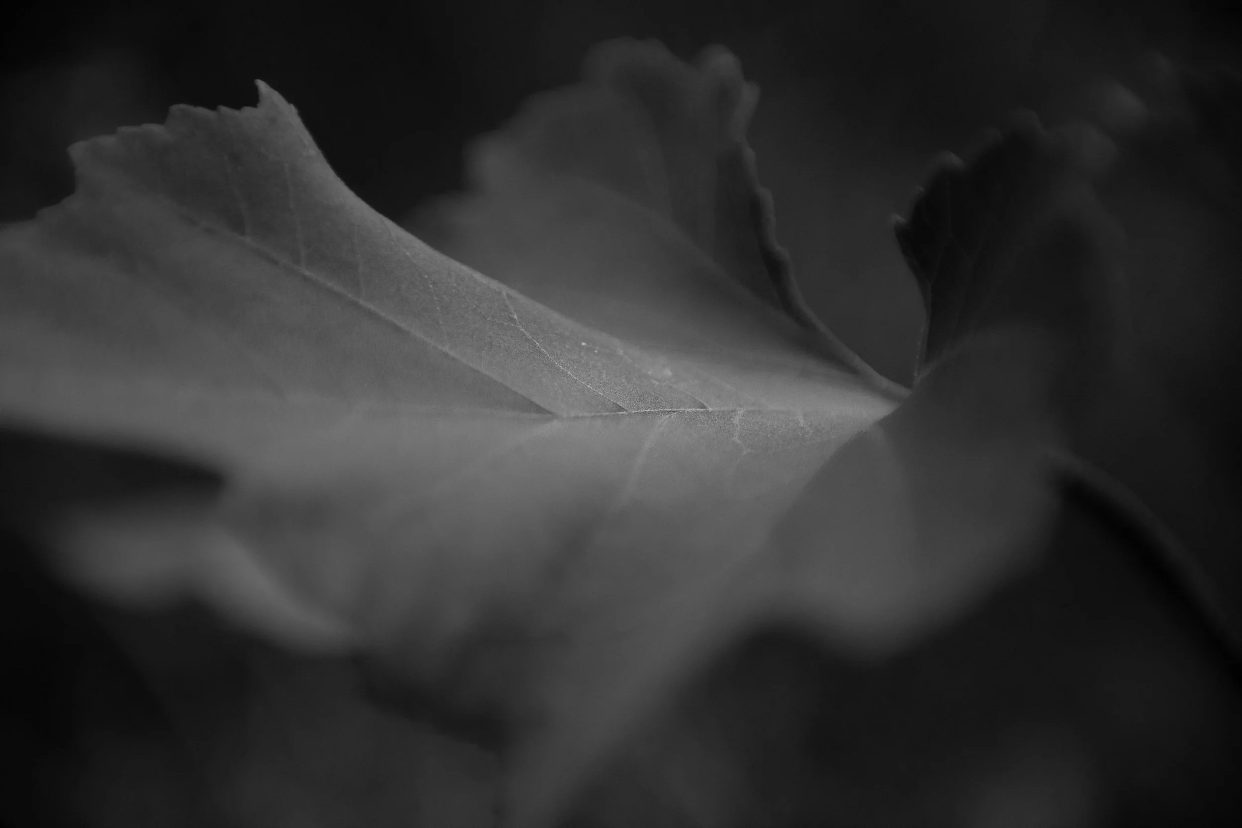 Close-up of a leaf in black and white.