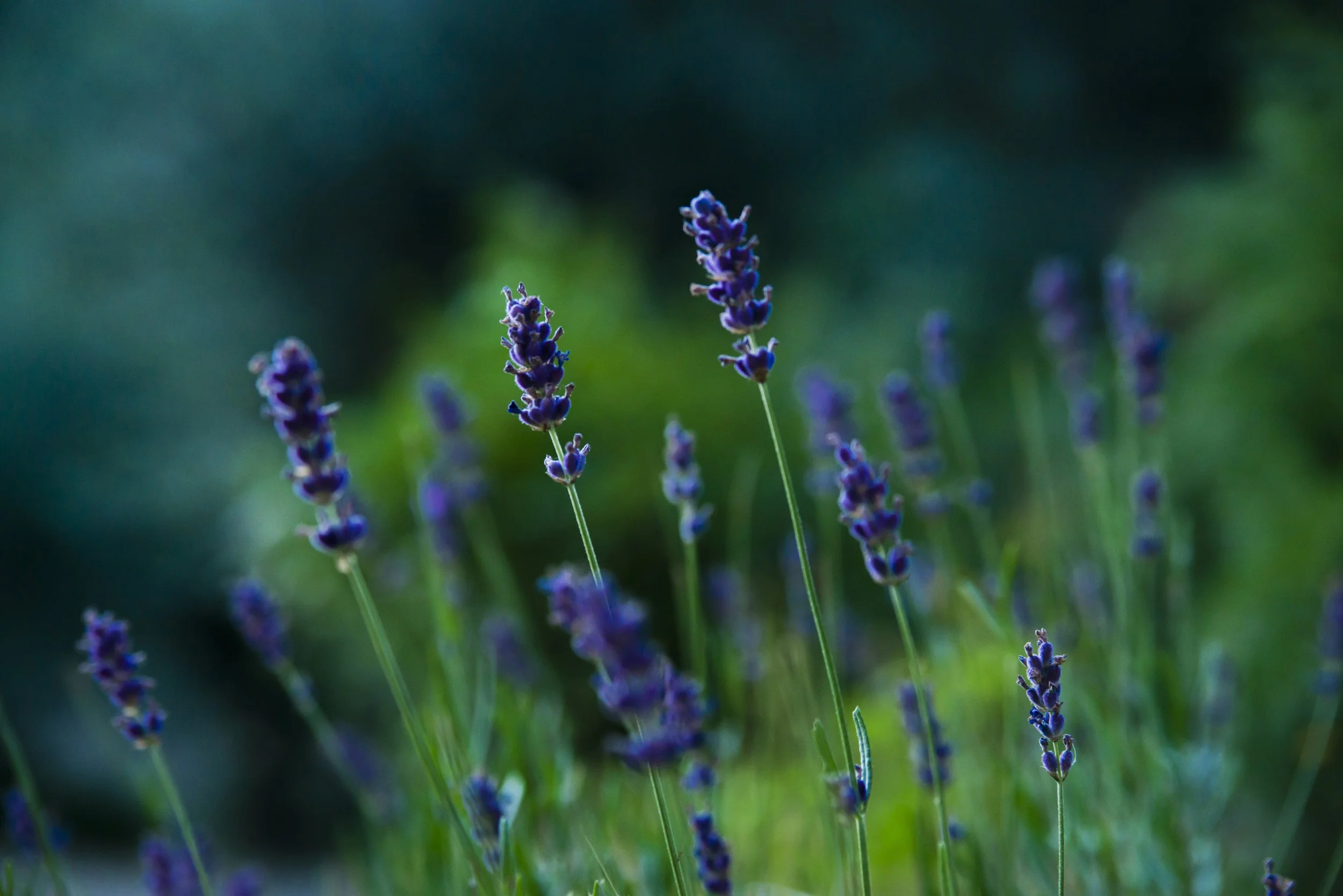 flower - violet - green - emotion