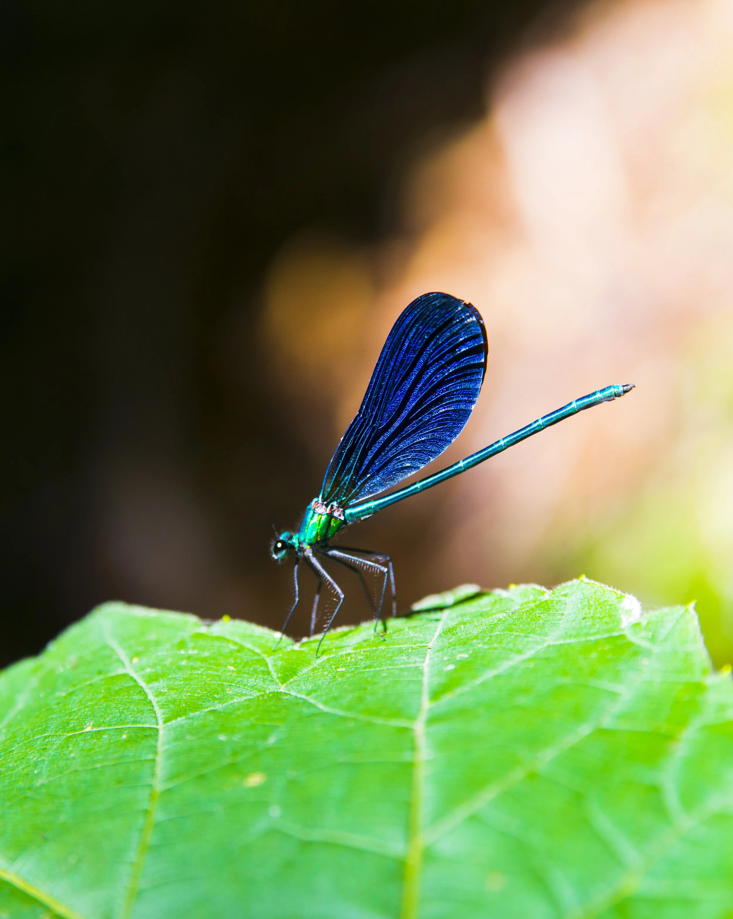 Close-up of a blue and green damselfly perched on a green leaf.