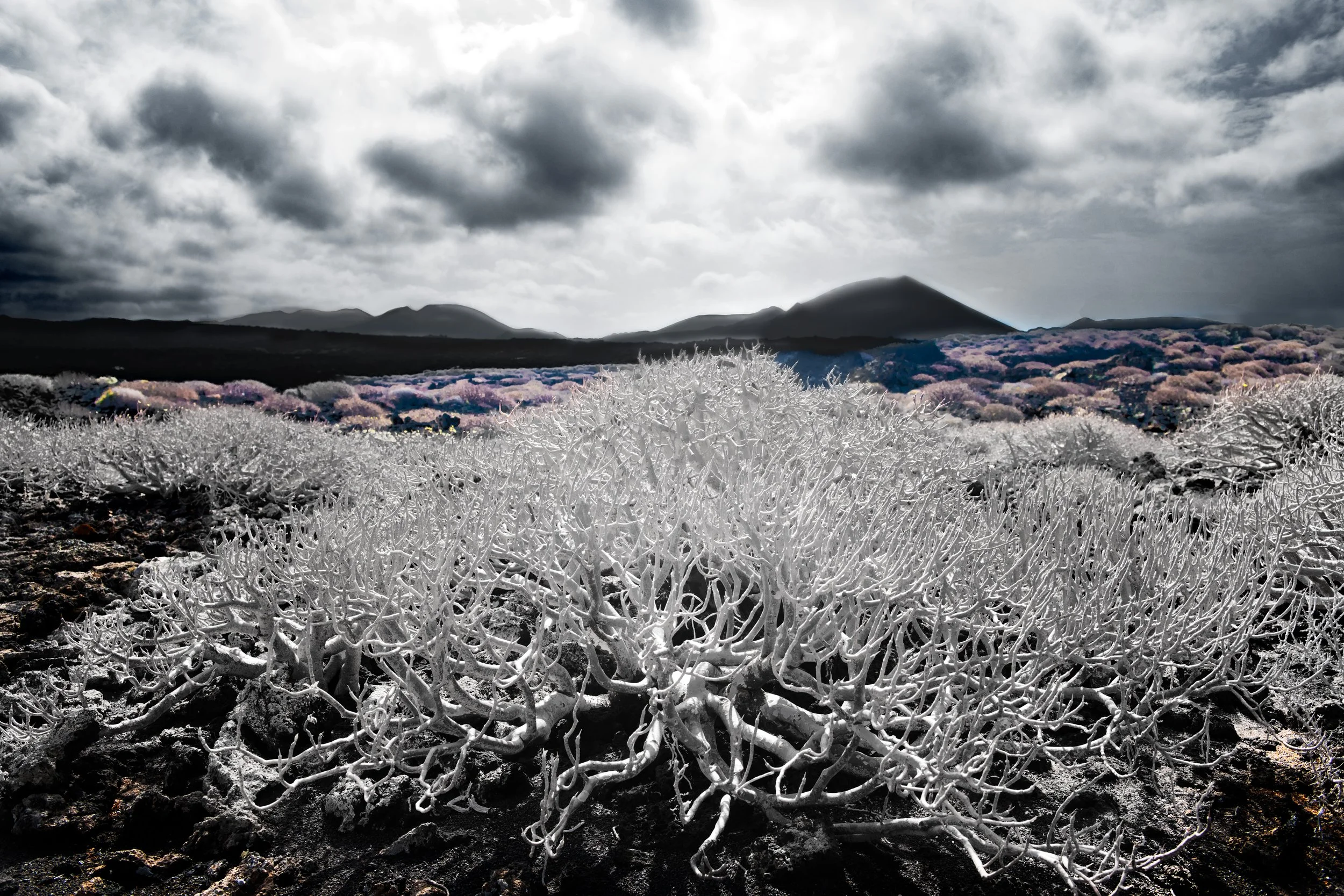 A landscape with white frost-covered bushes in the foreground, rolling hills with purple and pink vegetation in the middle ground, and dark mountains beneath a cloudy sky in the background.